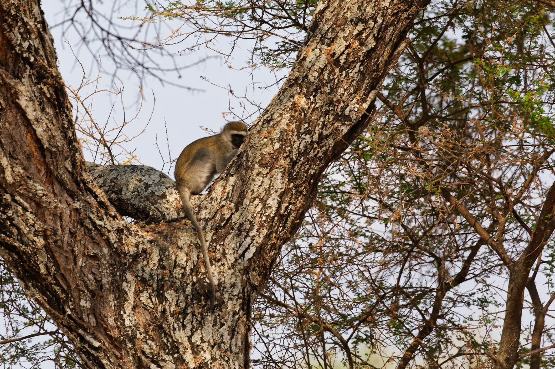 A vervet monkey rests on a tree in Tarangire National Park, Tanzania, observing its surroundings or foraging.