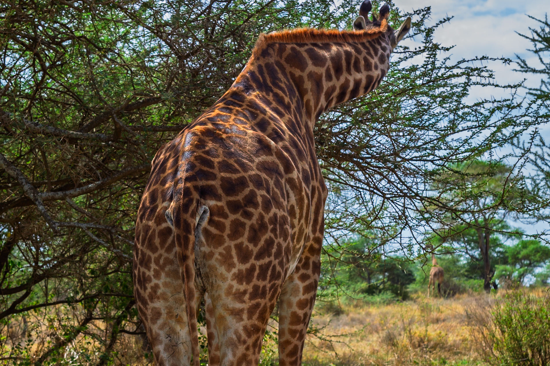 A giraffe munches on leaves in Serengeti National Park, Tanzania. It's enjoying a leafy snack in its natural habitat.