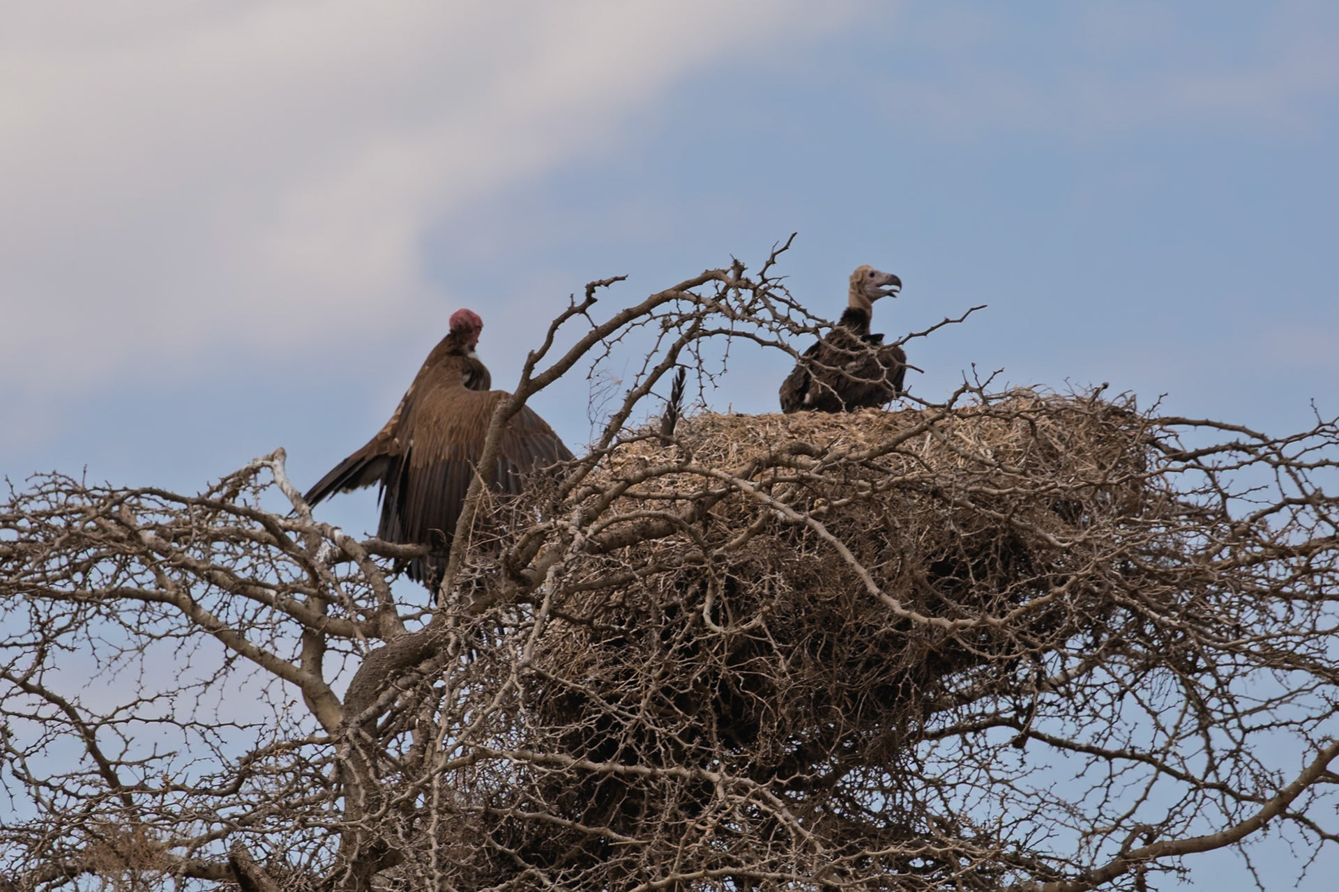 Two vultures, a Lappet-faced and White-backed, perch in their nest in Serengeti National Park, Tanzania, likely for nesting or resting.