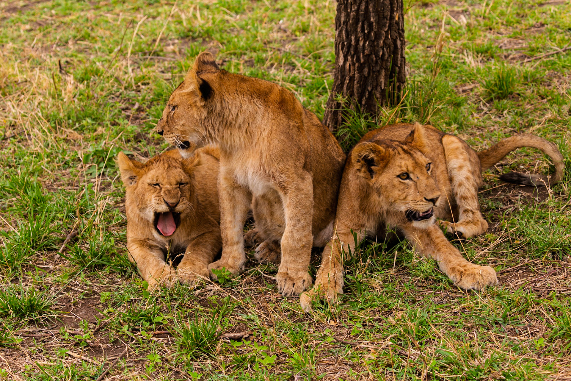 Three lion cubs rest in the shade of a tree in Tanzania's Serengeti National Park, one yawns.