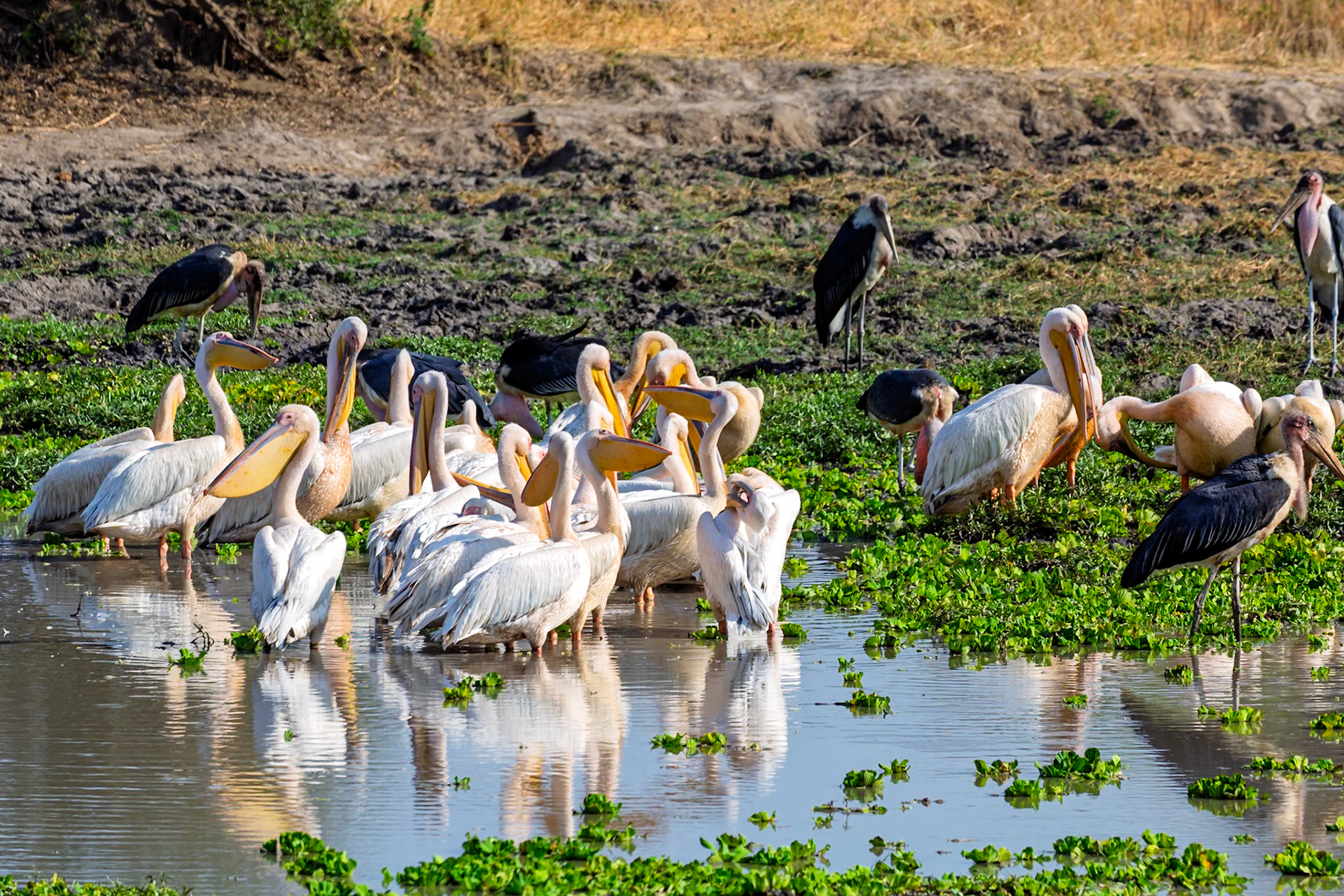 A flock of Great White Pelicans and Marabou Storks gather at a watering hole in Tarangire National Park, Tanzania.