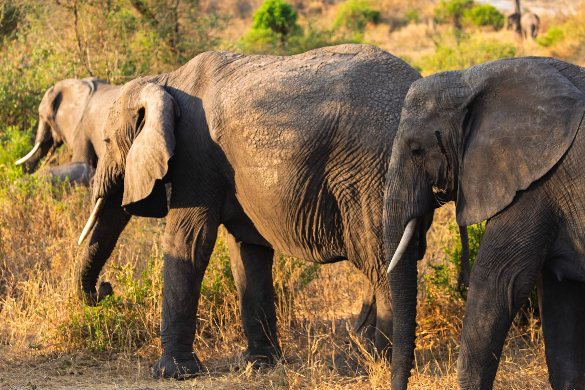 Elephants walk through the golden savanna of Tarangire National Park, Tanzania, foraging for food in the late afternoon sun.