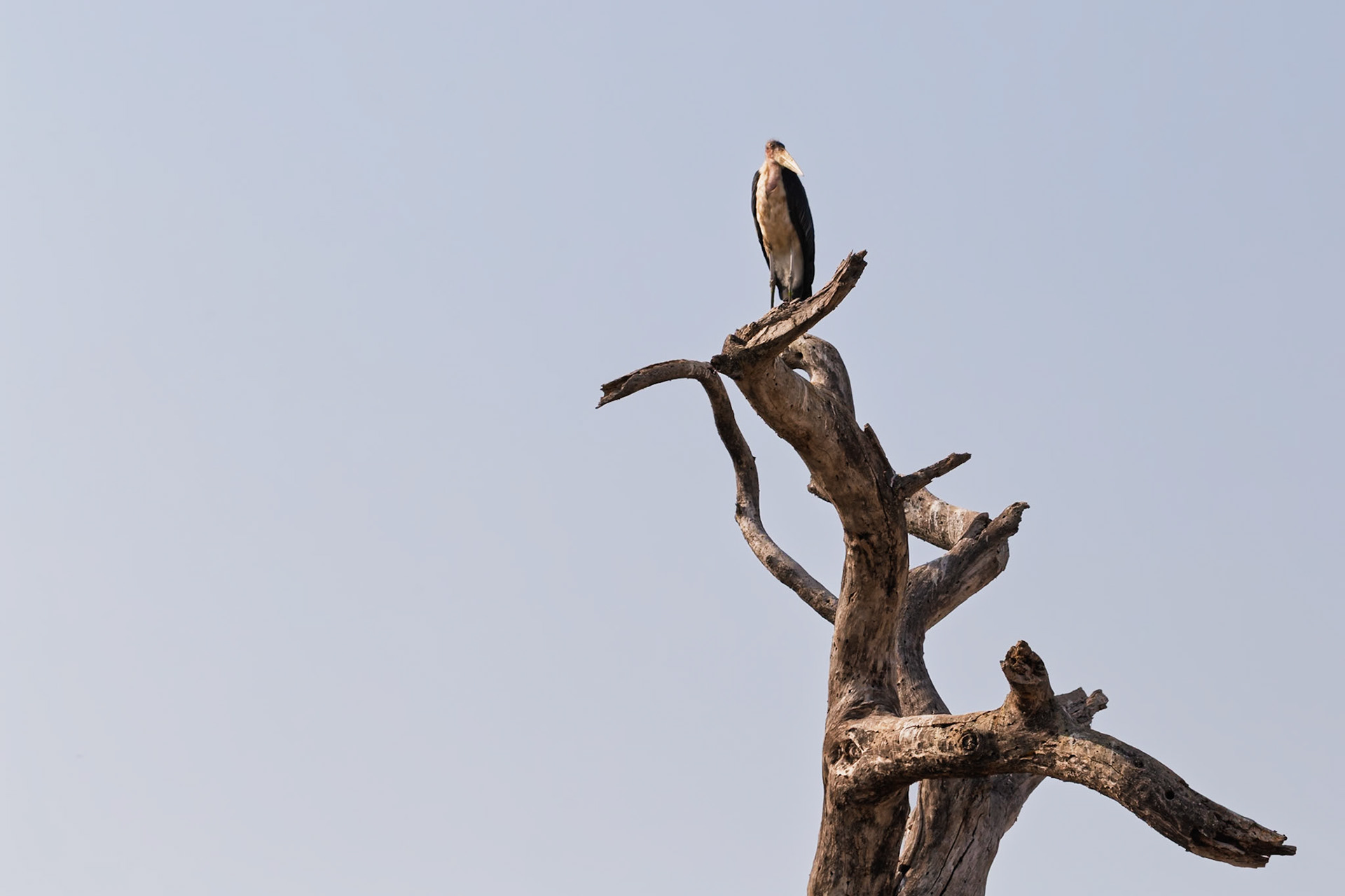 A Marabou Stork perches atop a dead tree, surveying its surroundings in Tarangire National Park, Tanzania.