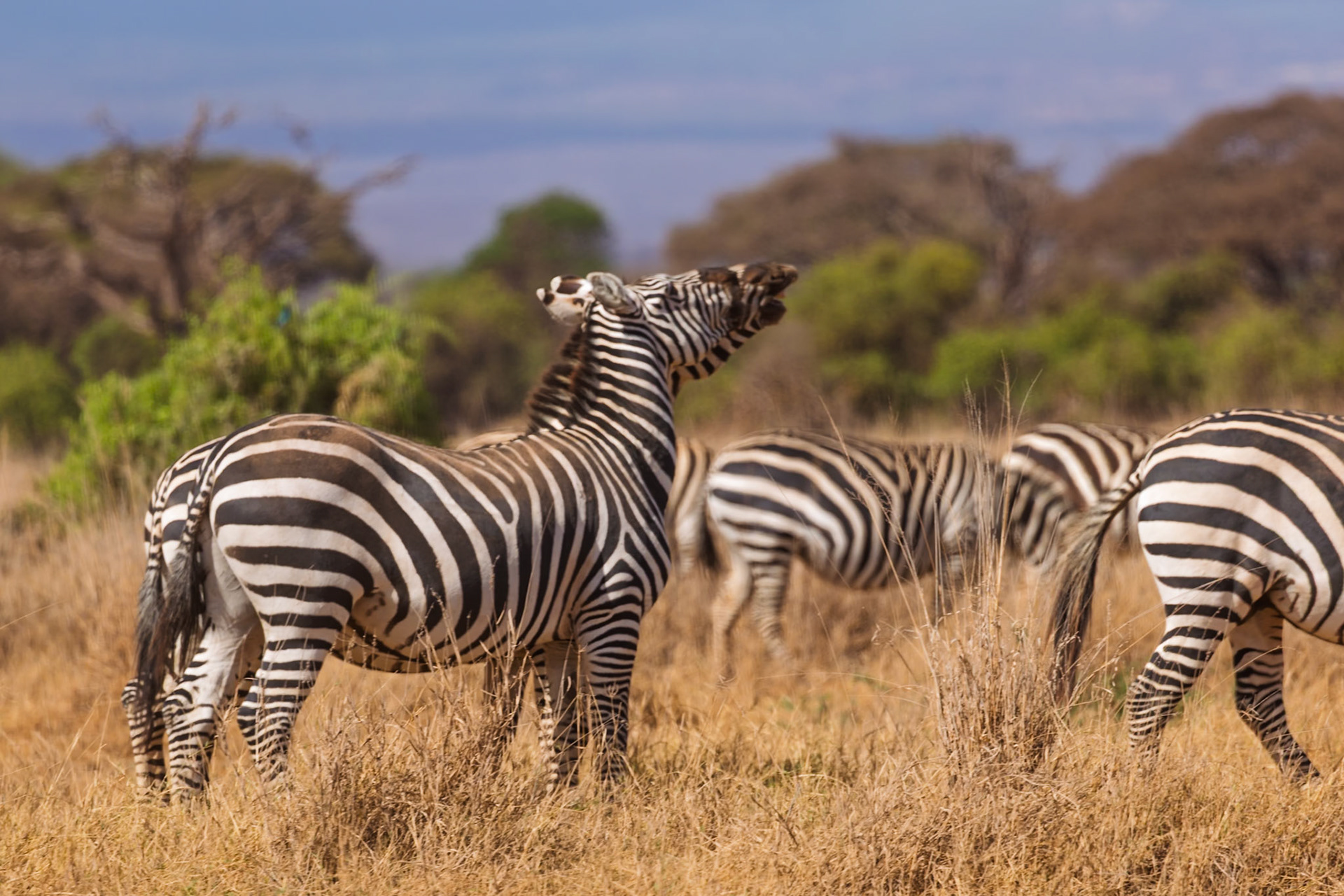 A zebra brays in Amboseli National Park, Kenya. Zebras bray to communicate with each other, often to warn of danger or to call to their young.