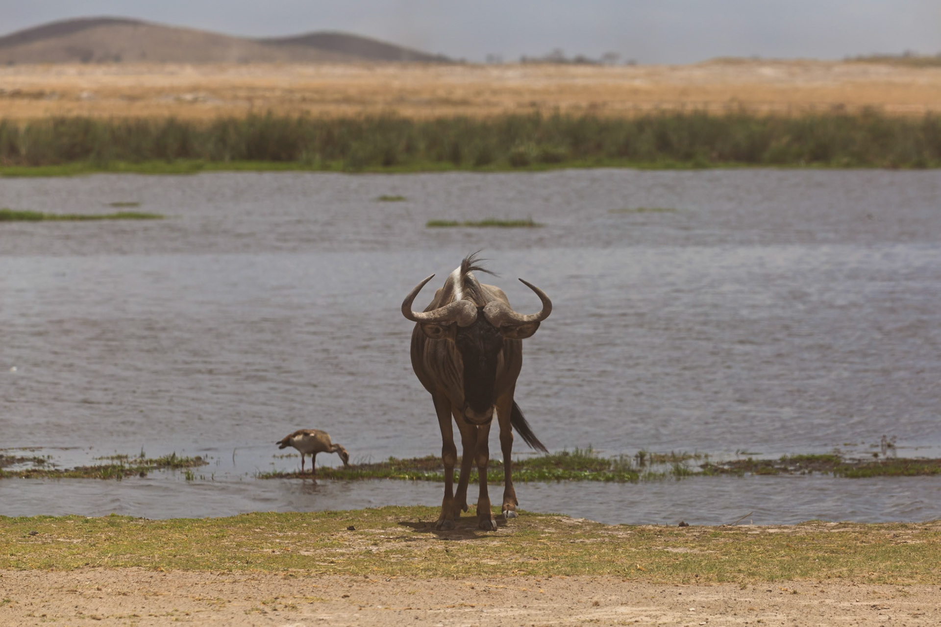 A wildebeest stands near a watering hole in Kenya's Amboseli National Park, quenching its thirst alongside a goose.