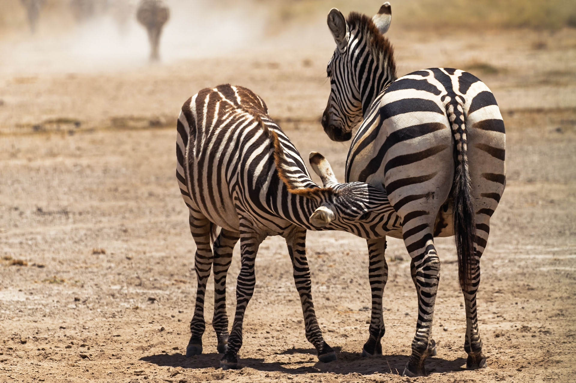 A zebra calf nurses from its mother in Kenya's Amboseli National Park. The calf needs nourishment to grow and thrive in the wild.