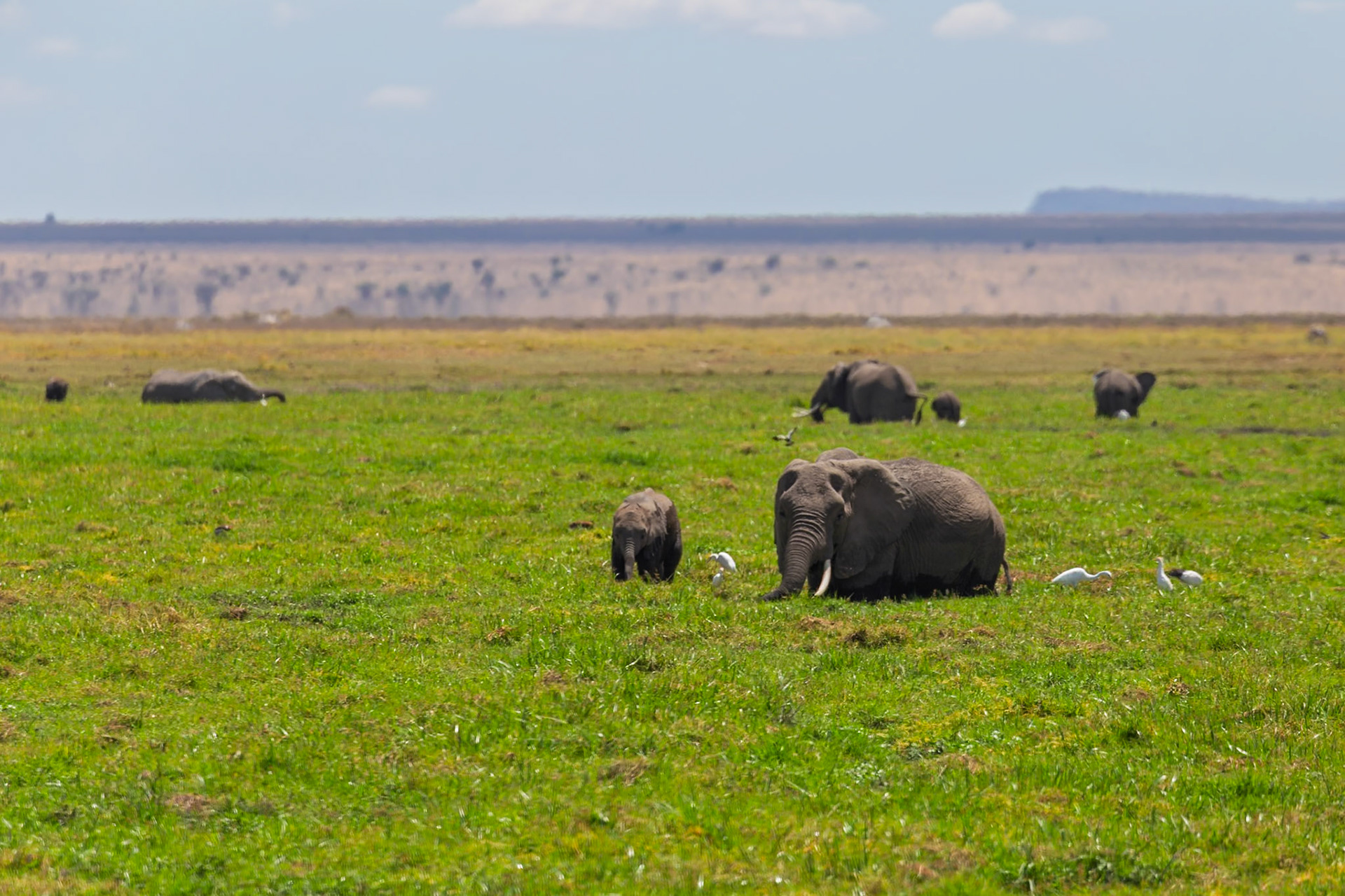 Elephants graze in Amboseli National Park, Kenya. A calf walks near its mother, while egrets forage nearby.