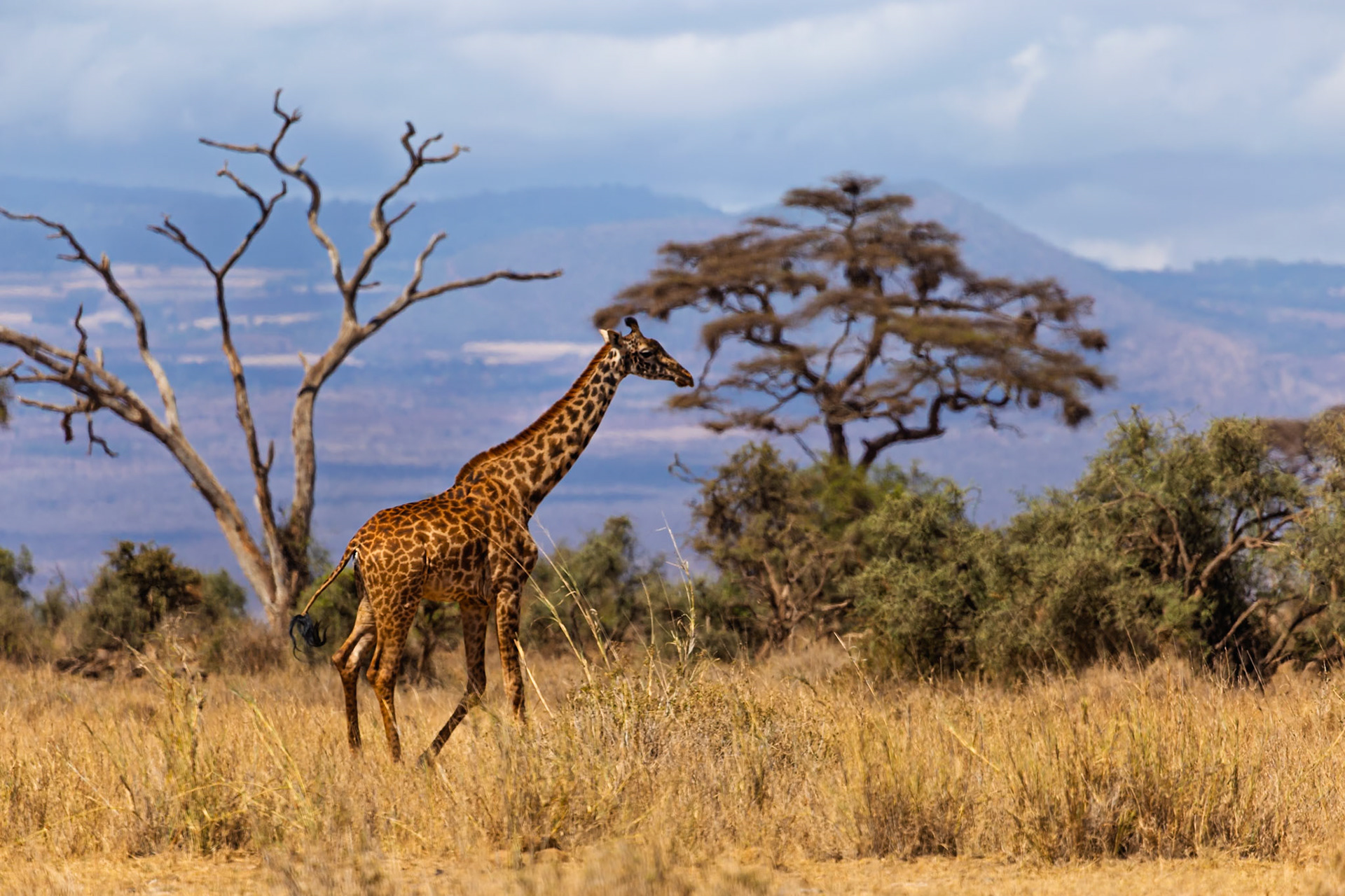 A giraffe walks through the tall grass in Amboseli National Park, Kenya, searching for food.