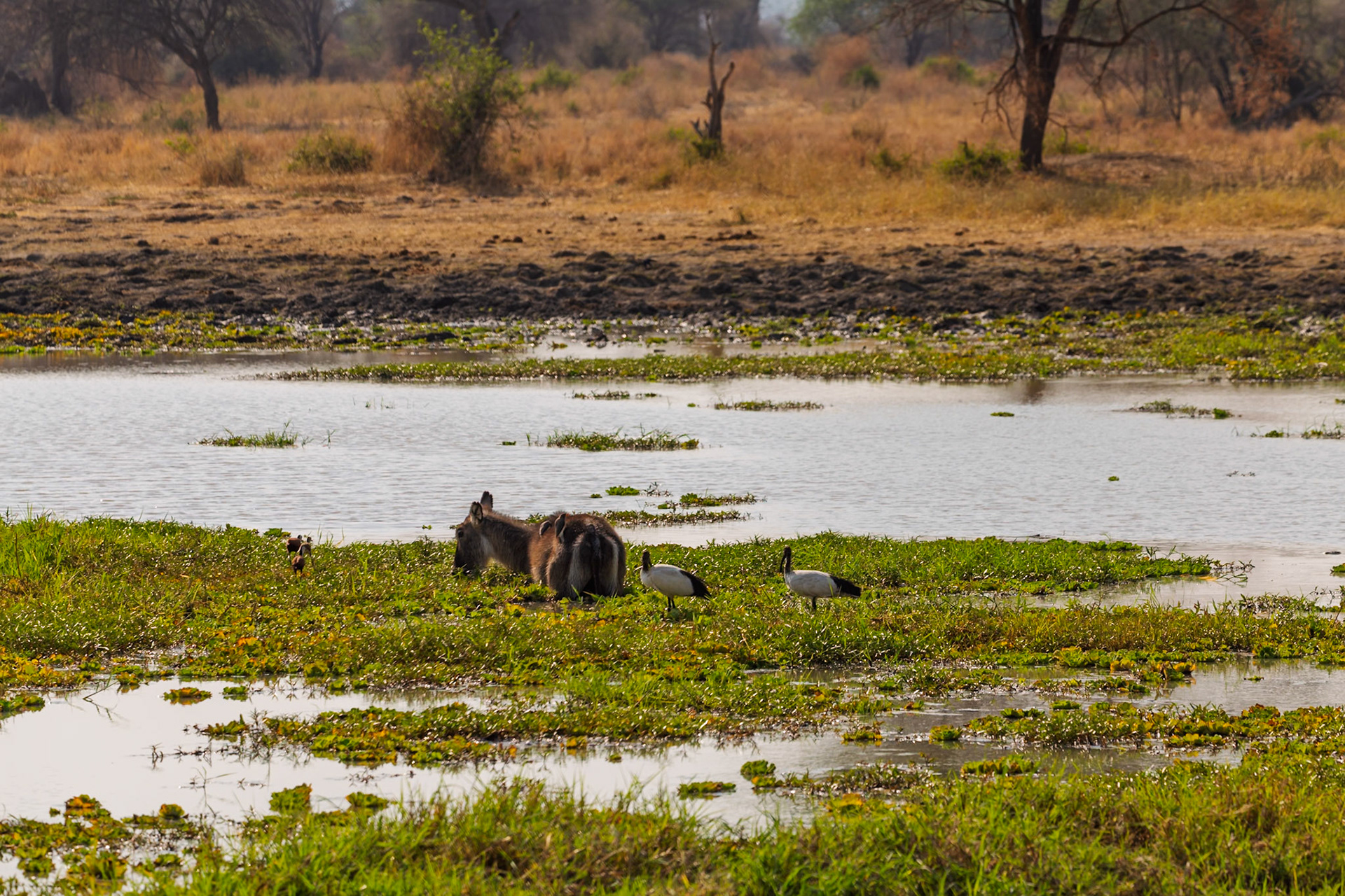 Waterbuck grazes in a Tarangire National Park wetland with African Sacred Ibises and oxpeckers, finding food and water.