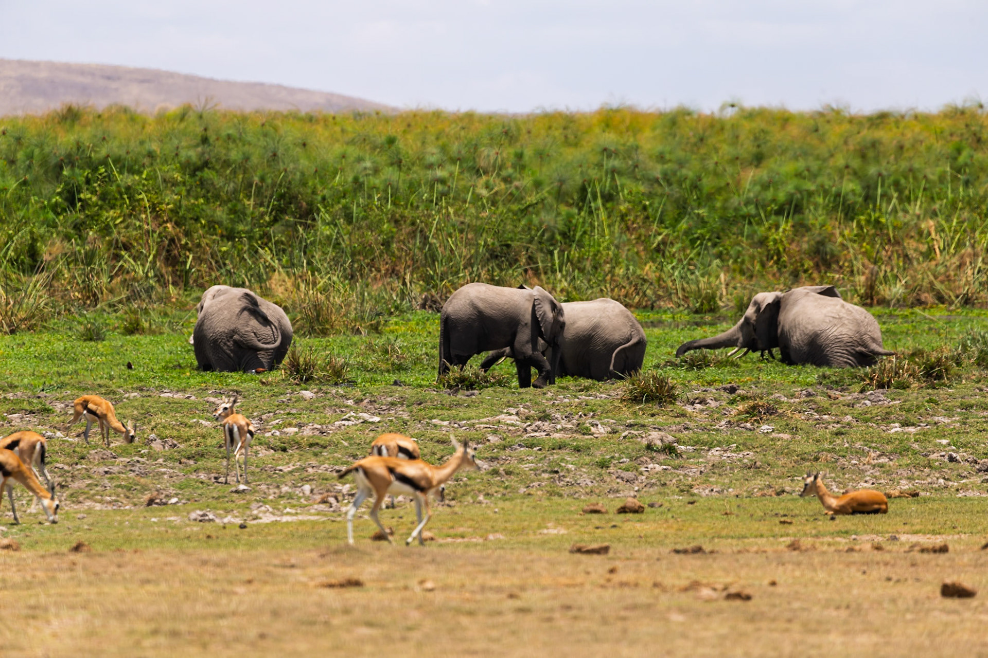 Elephants graze near Thomson's gazelles in Kenya's Amboseli National Park. The elephants are eating, while the gazelles are foraging.