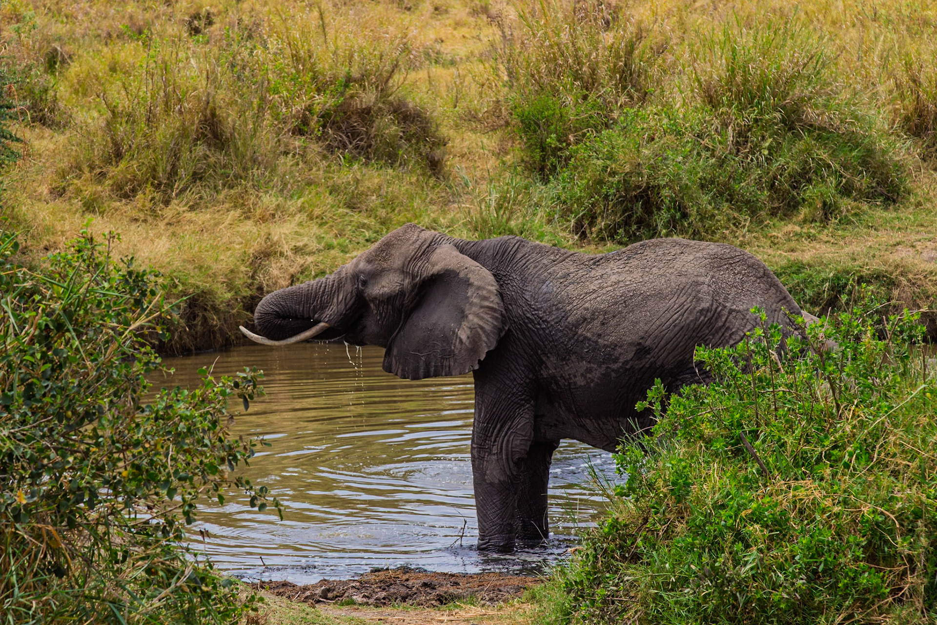 An elephant drinks from a watering hole in Serengeti National Park, Tanzania, quenching its thirst in the African heat.