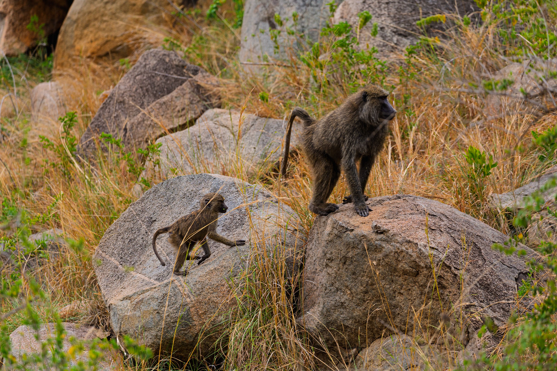 A baboon mother and child are on the rocks in Serengeti National Park, Tanzania. The child is climbing up to the mother.