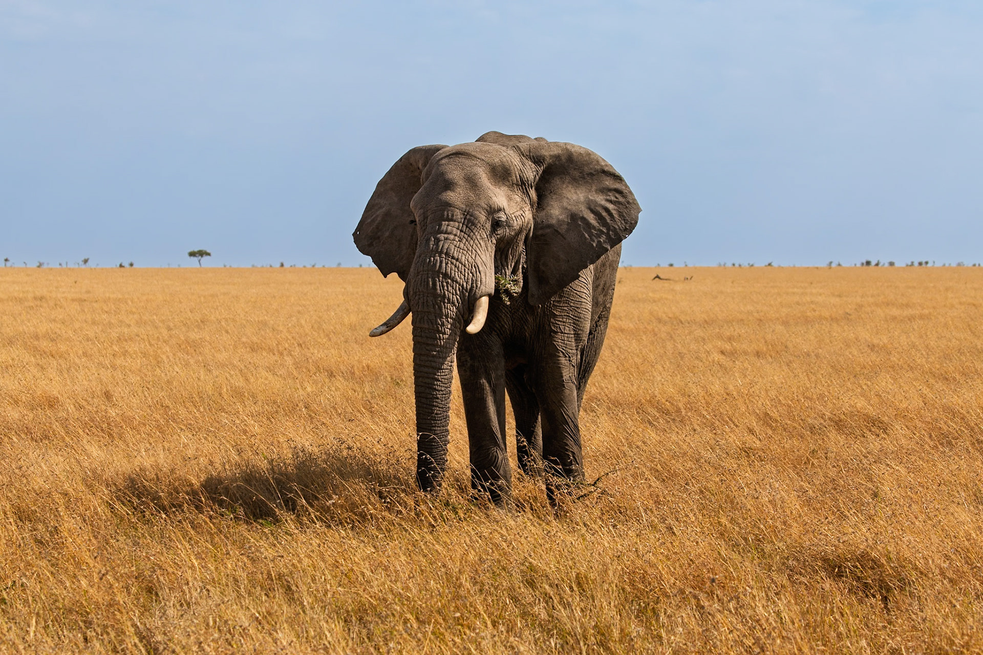An elephant grazes in the Serengeti National Park, Tanzania, enjoying the golden grasses under a clear sky.