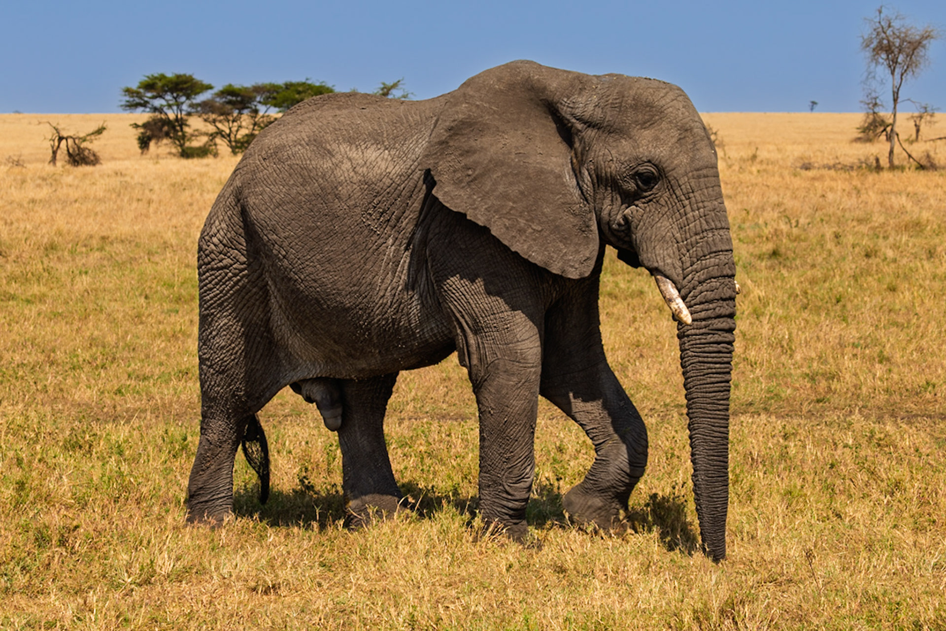 An elephant walks through the Serengeti National Park in Tanzania, likely searching for food or water.