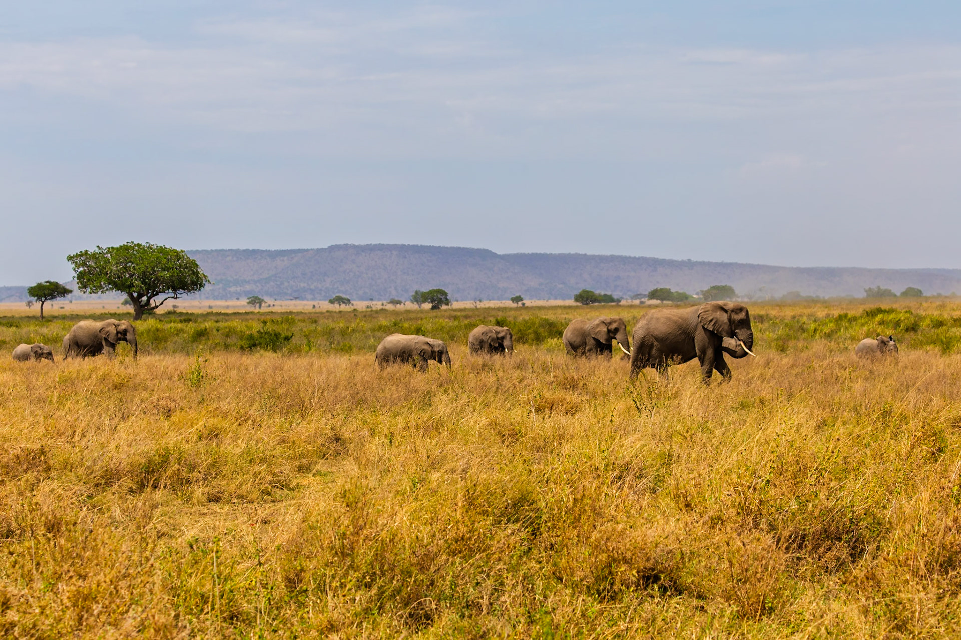 A herd of elephants migrates across the Serengeti National Park in Tanzania, seeking food and water during the dry season.