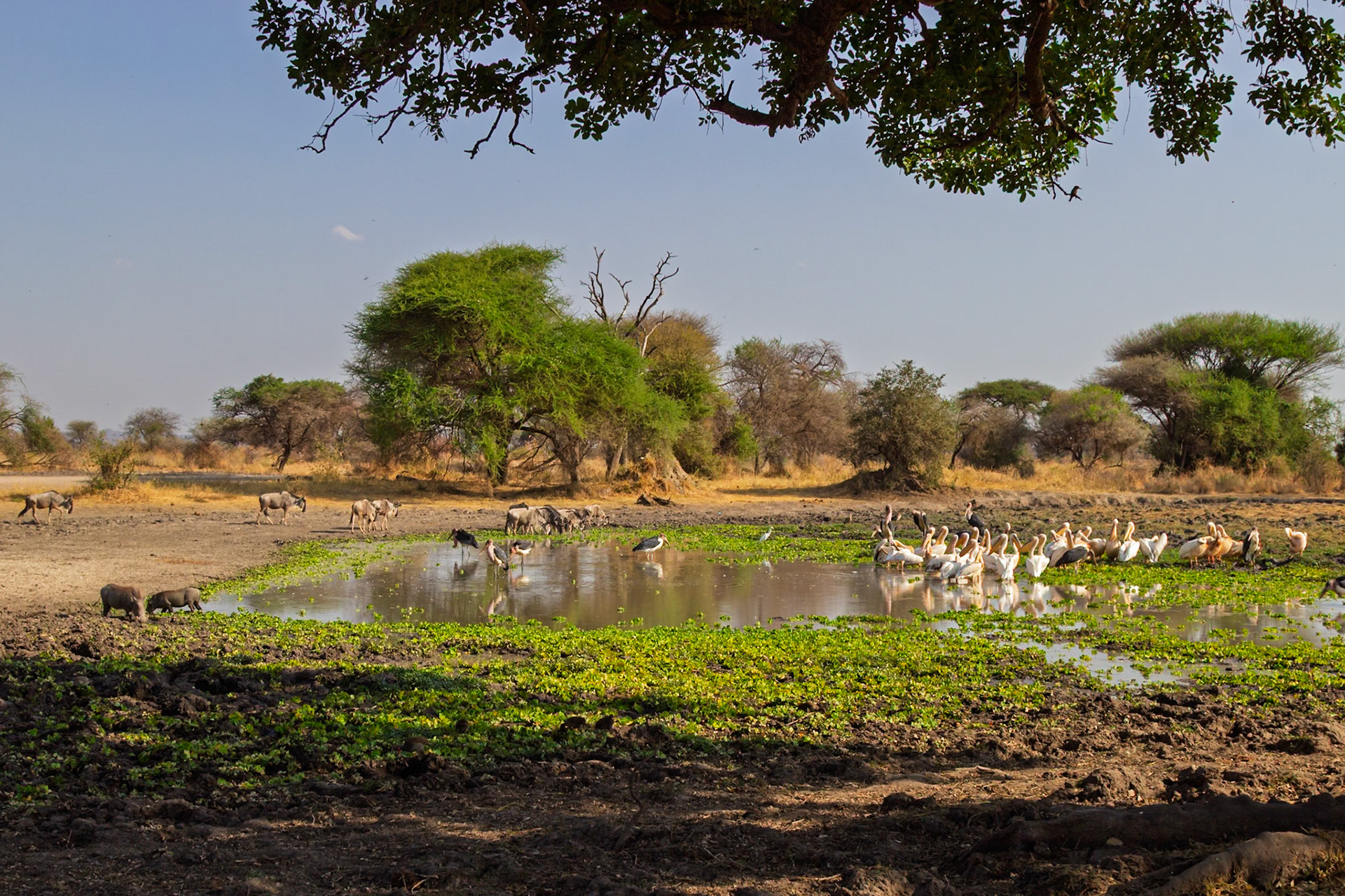 Wildebeest, warthogs, and pelicans gather at a watering hole in Tanzania's Tarangire National Park to hydrate and cool off.