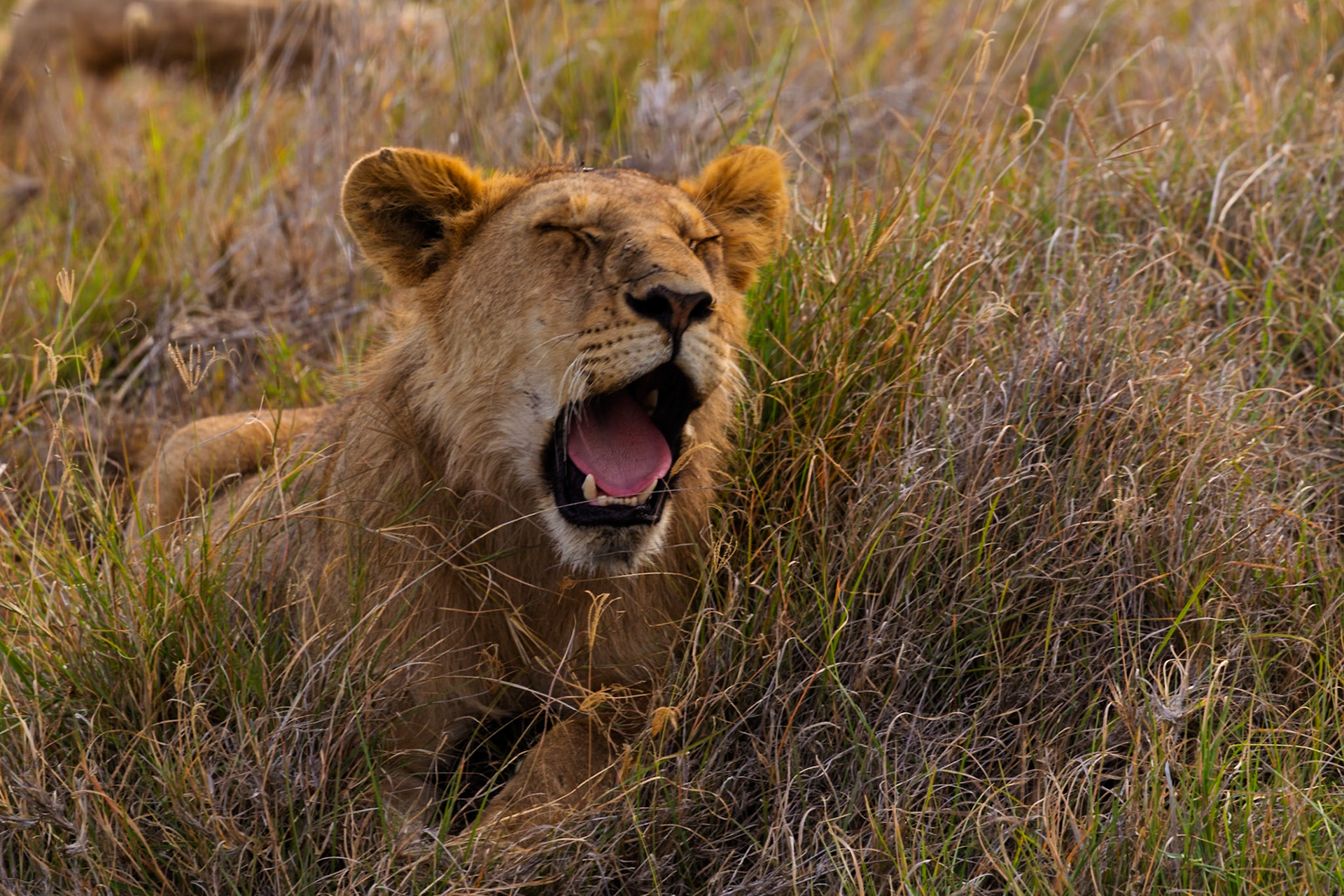 A lion yawns in Serengeti National Park, Tanzania. The big cat is resting in the tall grass.