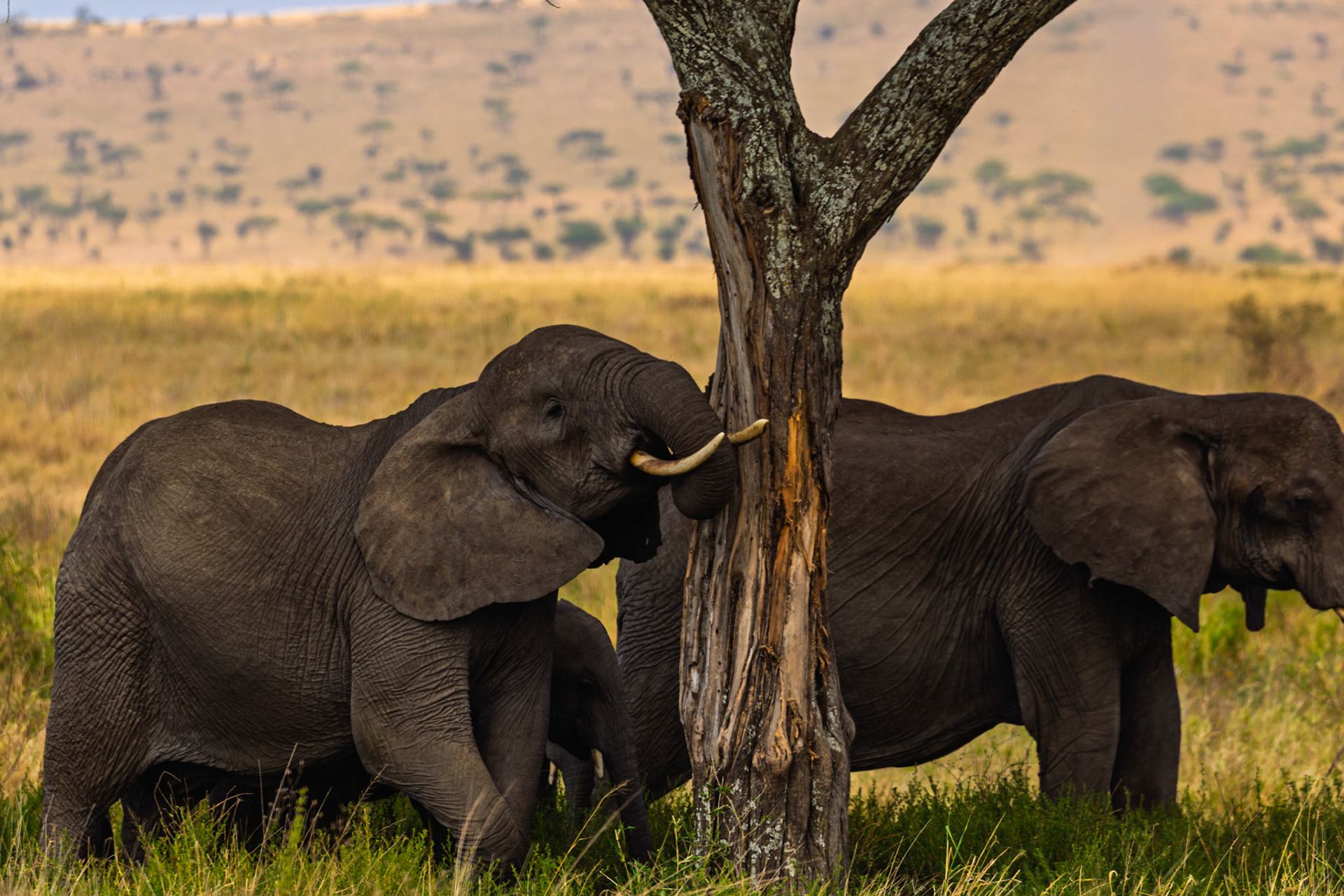 Elephants in Serengeti National Park, Tanzania. One is rubbing its tusk on a tree, possibly to scratch or clean it.
