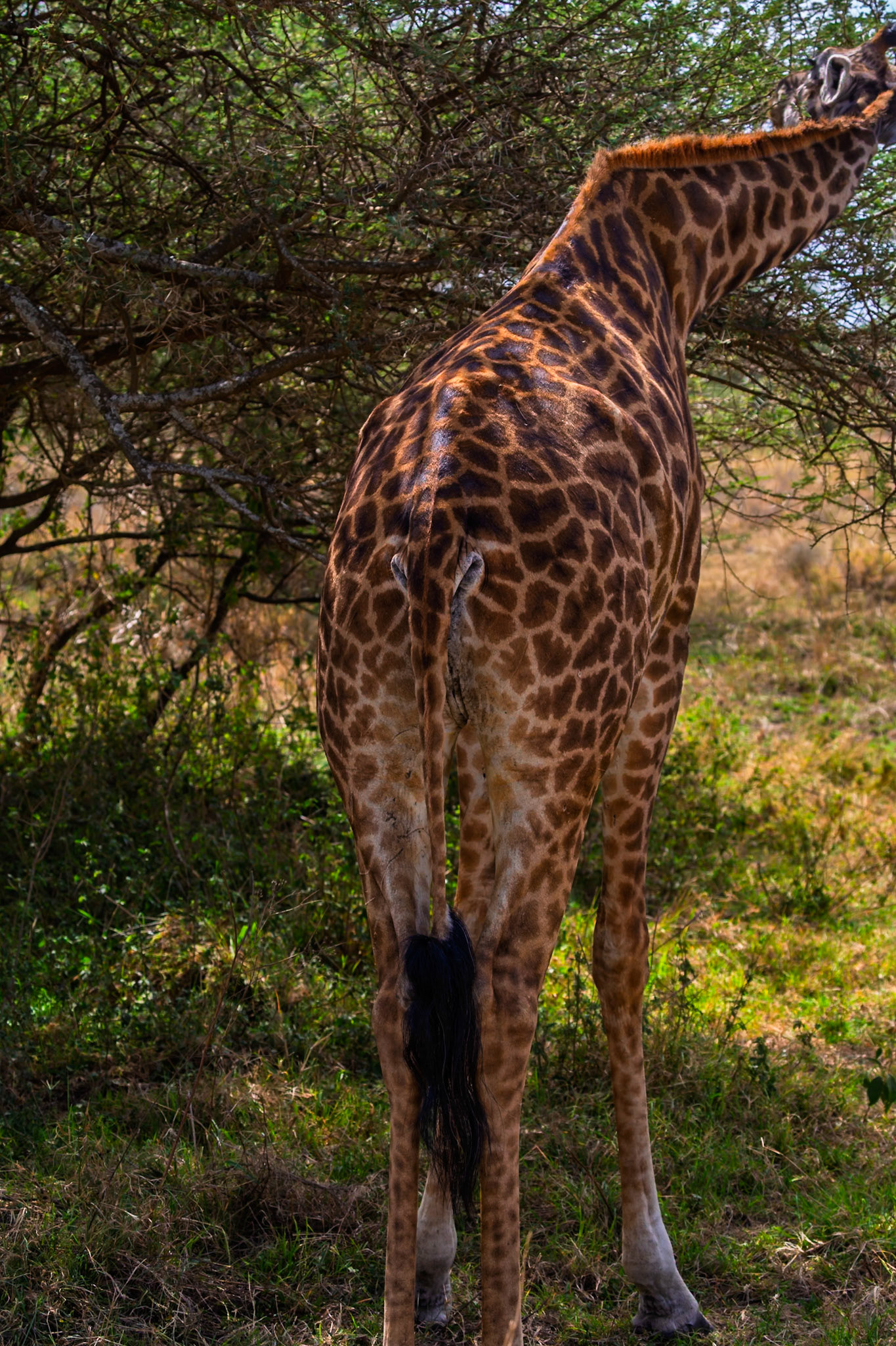 A giraffe is eating leaves from a tree in Serengeti National Park, Tanzania. The giraffe is eating to sustain itself.