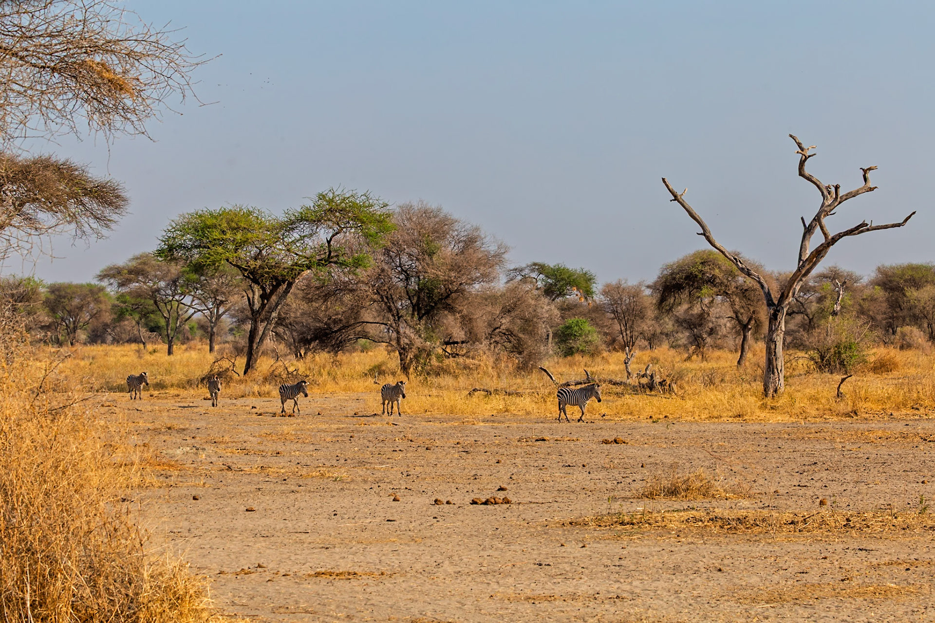 A dazzle of zebras traverse the arid landscape of Tanzania's Tarangire National Park, seeking sustenance in the dry season.