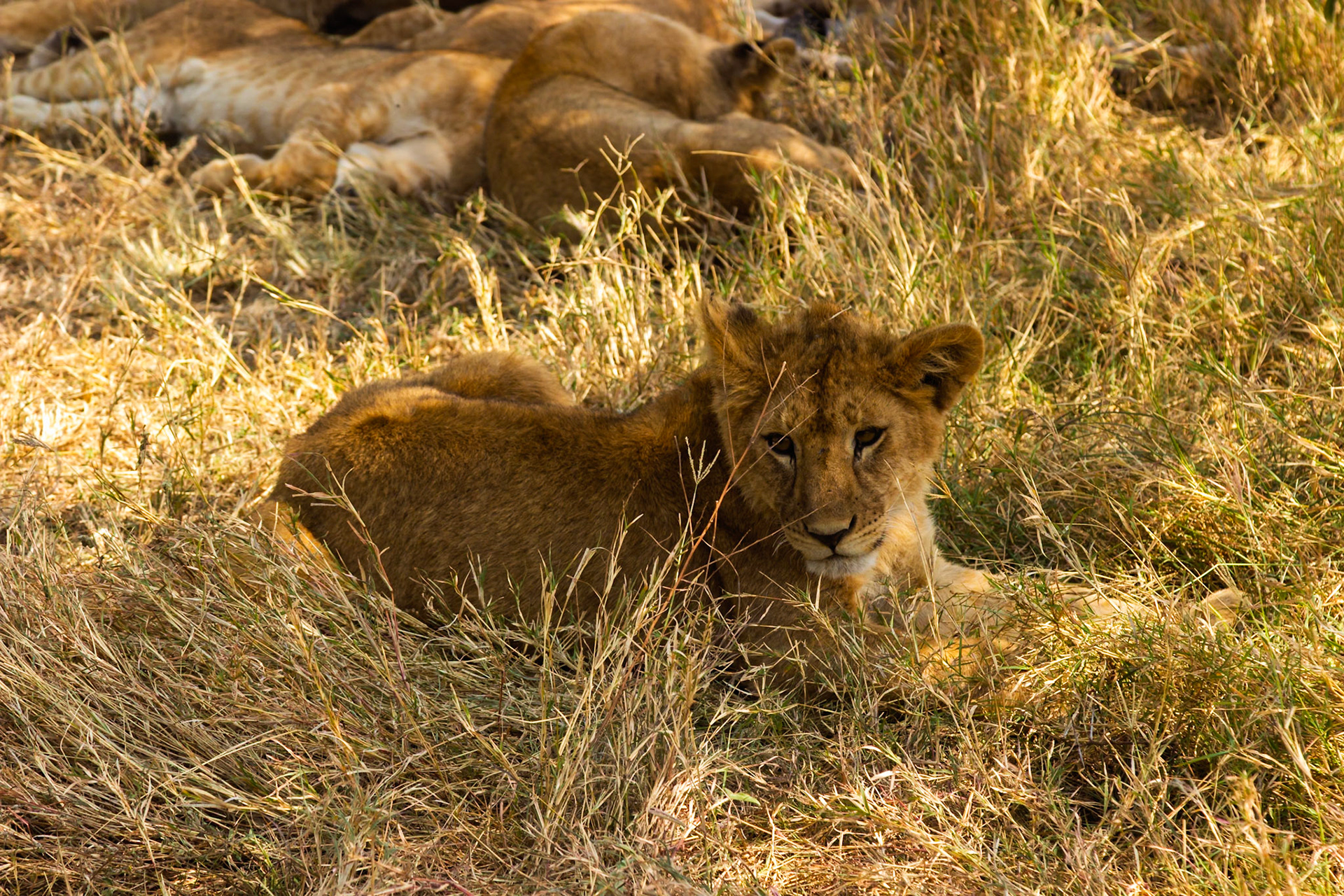 A lion cub rests in the tall grass of Tanzania's Serengeti National Park, seeking shade with its pride.