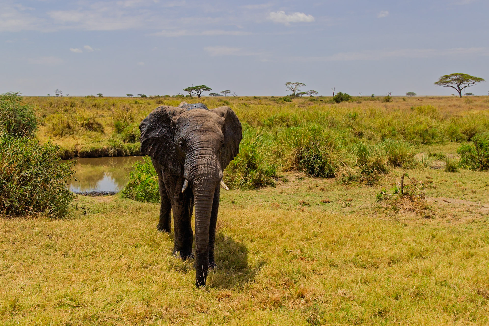An elephant cools off in a watering hole in Tanzania's Serengeti National Park, covering itself in mud to regulate its body temperature.