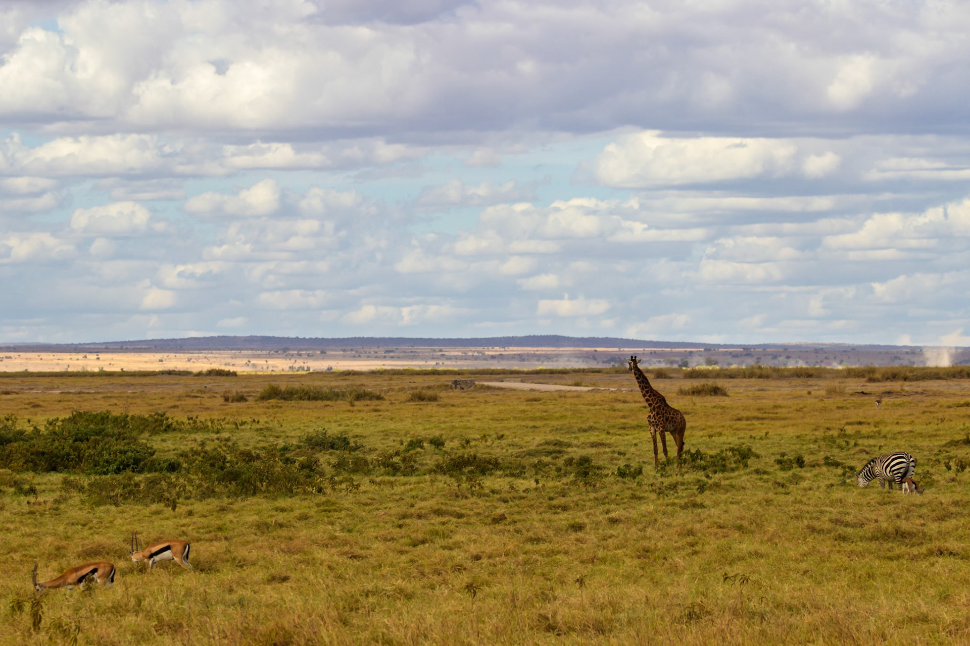 Giraffe, zebra, and gazelle graze in Amboseli National Park, Kenya, showcasing the diverse wildlife and vast landscapes of the region.