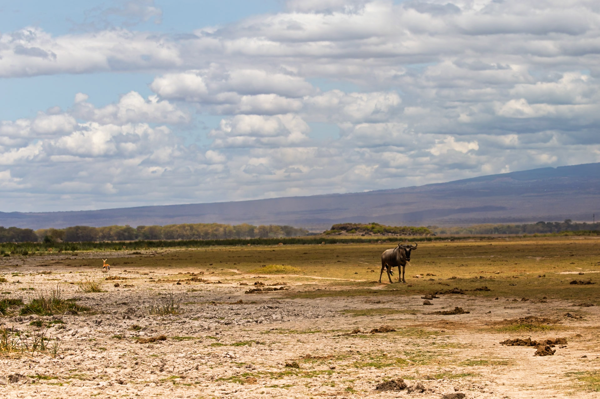 A wildebeest grazes in Amboseli National Park, Kenya, while a Thomson's gazelle stands in the distance.