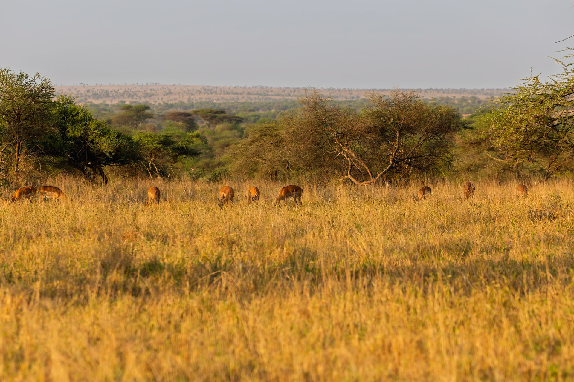 A group of Topi graze in the Serengeti National Park, Tanzania. They are eating the tall grass in the open plains.