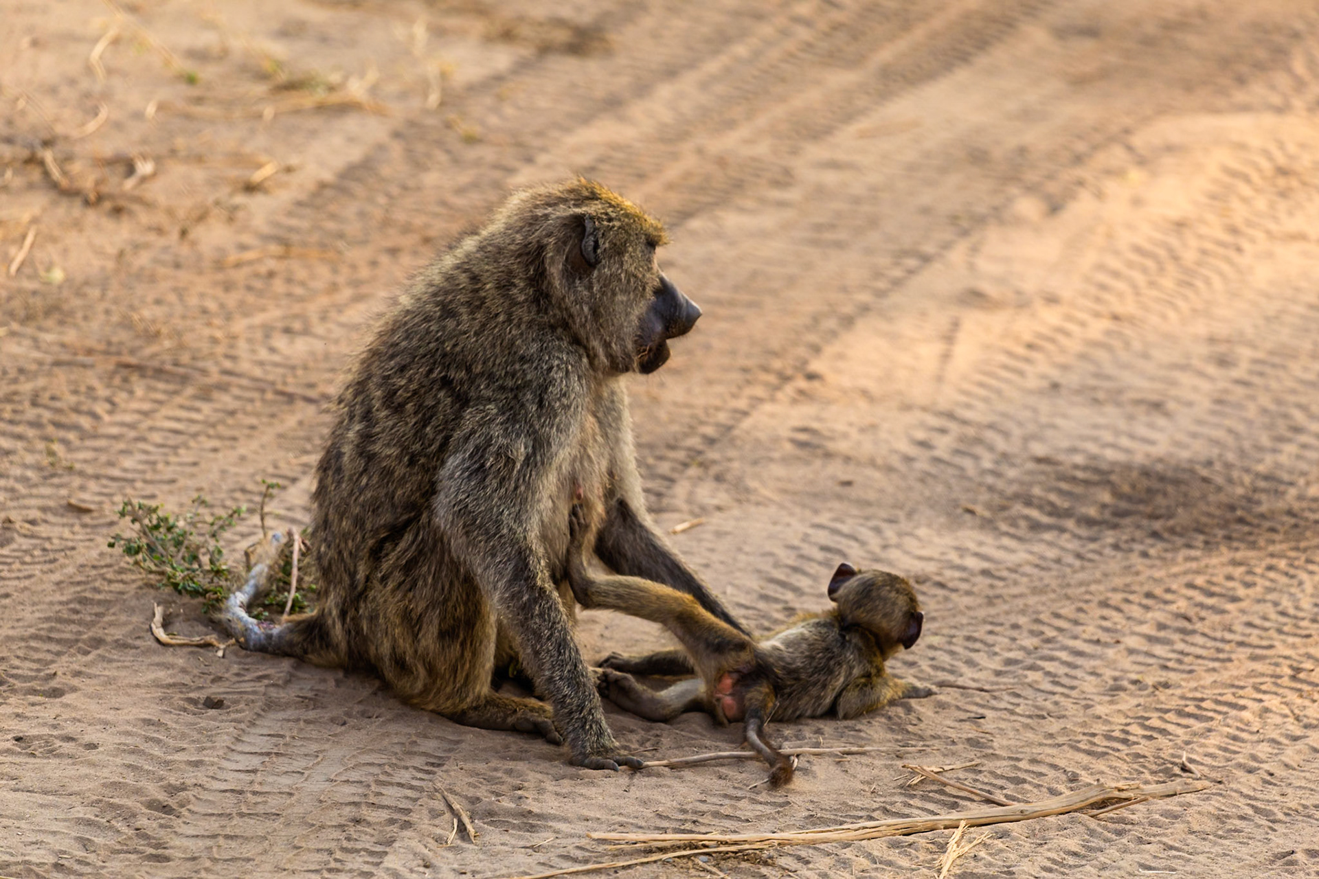 A baboon mother grooms her baby in Tarangire National Park, Tanzania. The mother is sitting while the baby lays on its back.