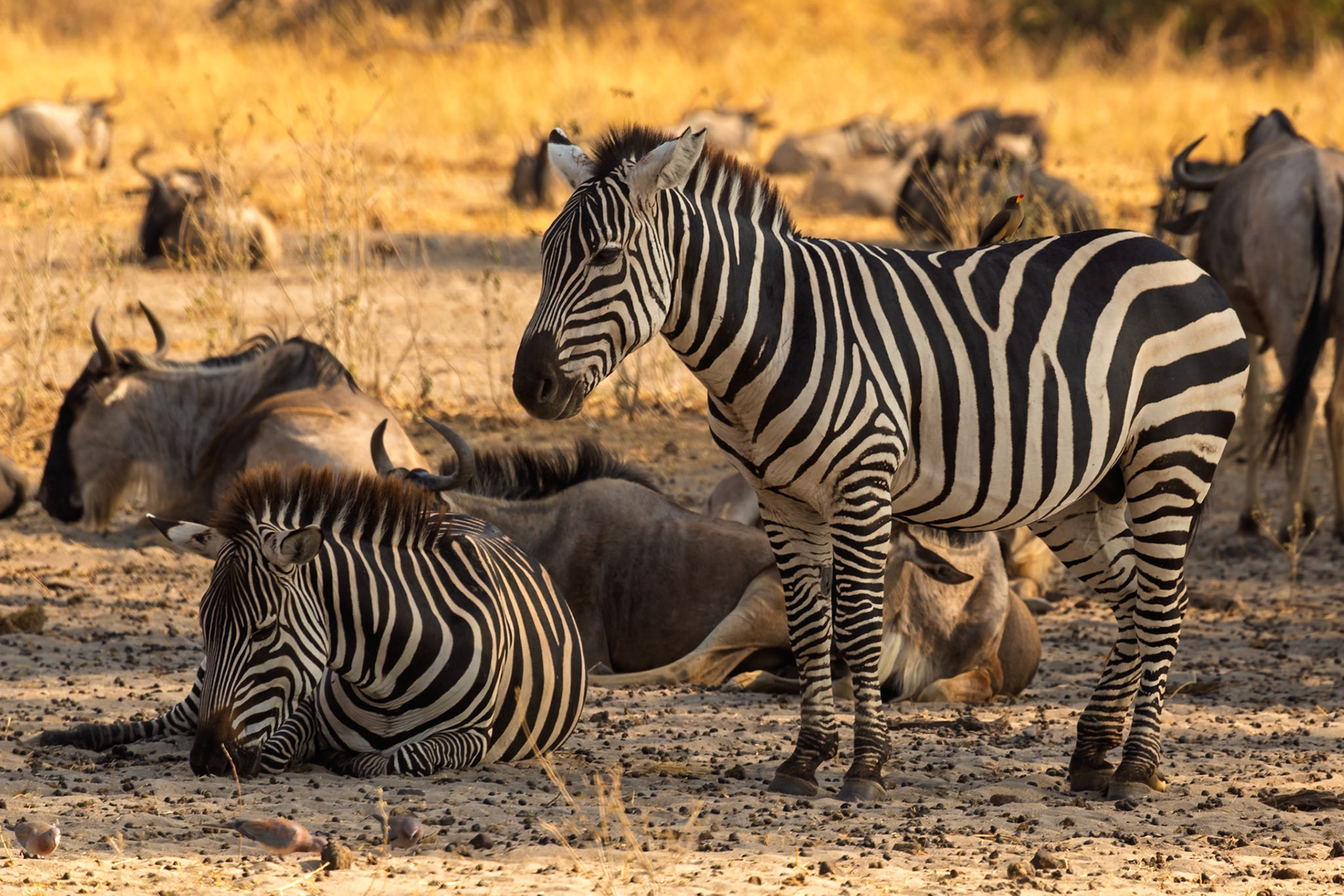 Zebras rest among wildebeest in Tarangire National Park, Tanzania. The animals coexist, seeking shade and respite from the African sun.