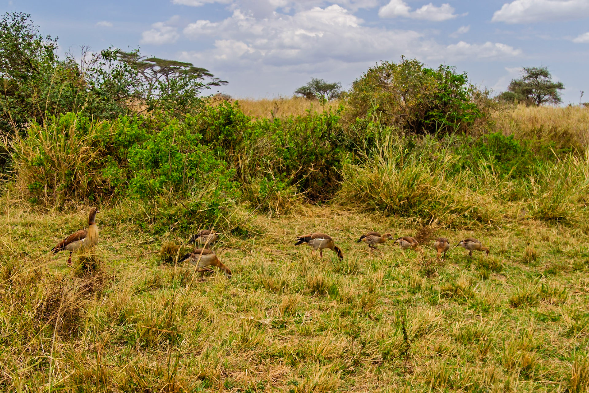 A family of Egyptian geese forage for food in the Serengeti National Park, Tanzania.