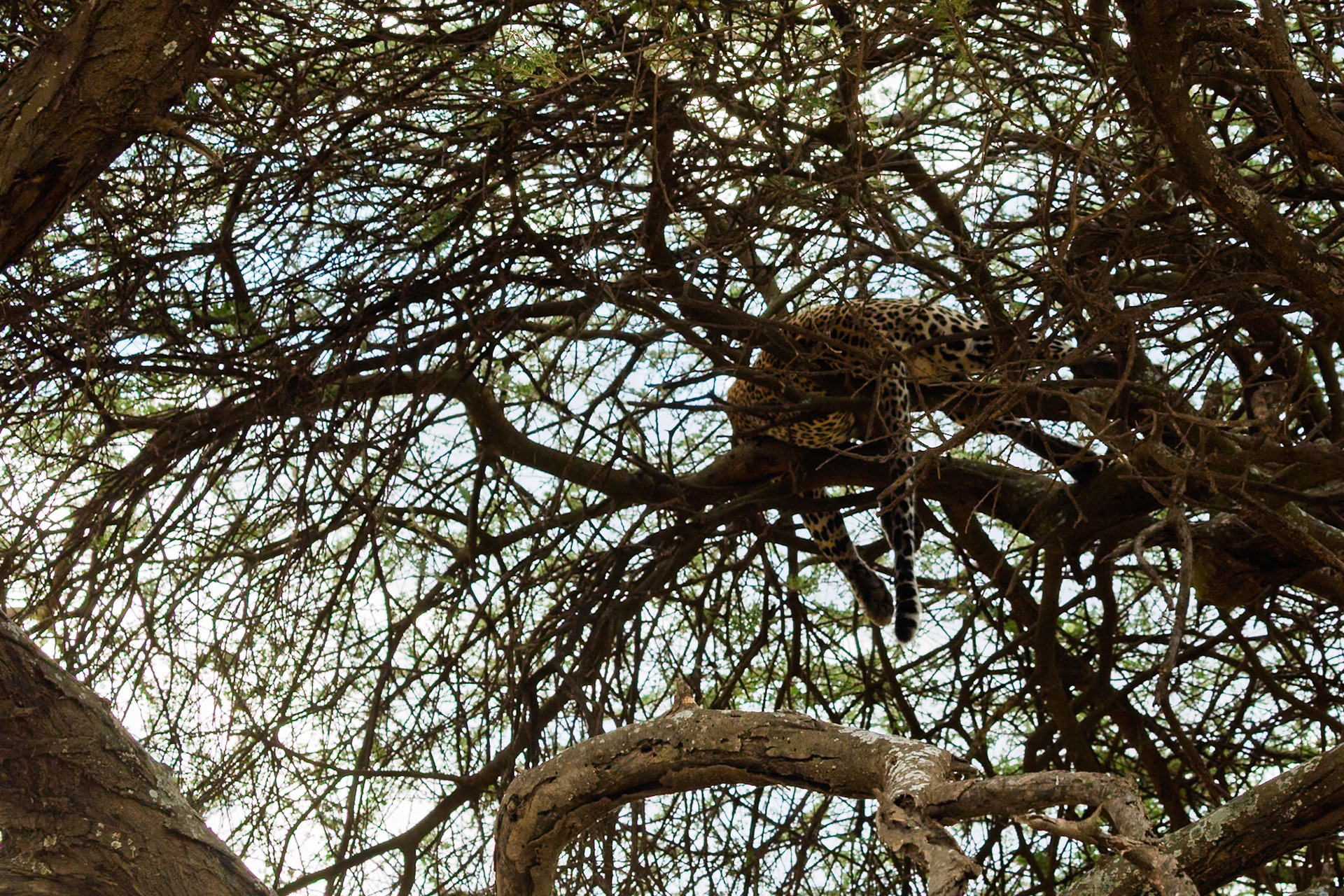 A leopard lounges in a tree in Tanzania's Serengeti National Park, seeking shade and a vantage point for spotting prey.