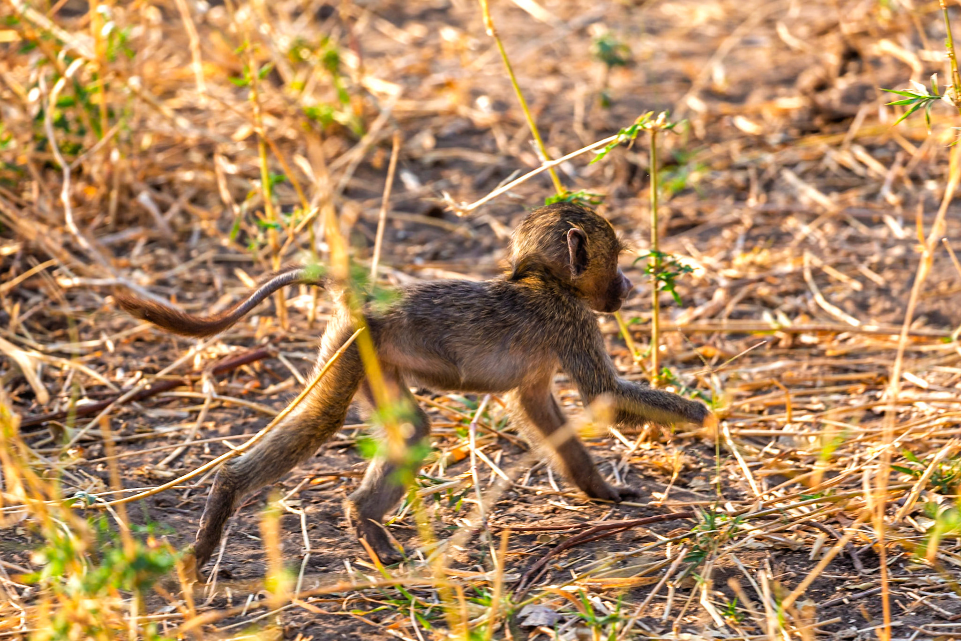 A baby baboon scurries through the brush in Tarangire National Park, Tanzania, likely trying to catch up with its family.