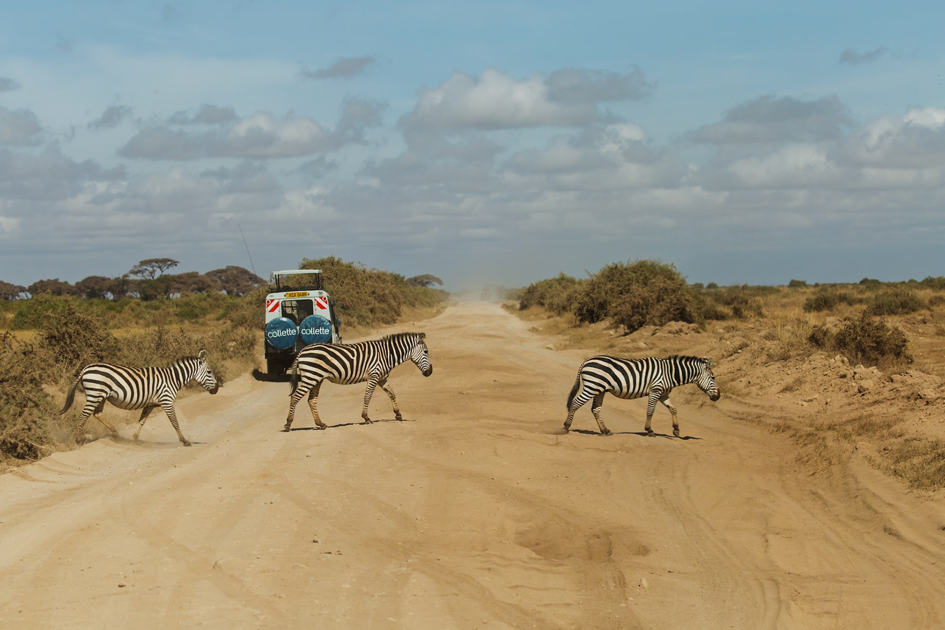 Zebras cross a dirt road in Kenya's Amboseli National Park, as a safari vehicle waits. They are likely migrating for food or water.