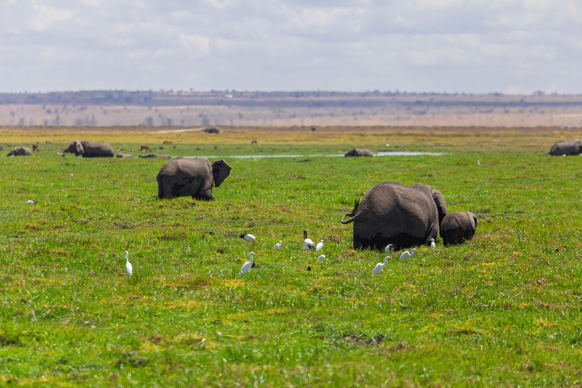 Elephants graze in Amboseli National Park, Kenya, accompanied by egrets, showcasing the park's diverse wildlife.