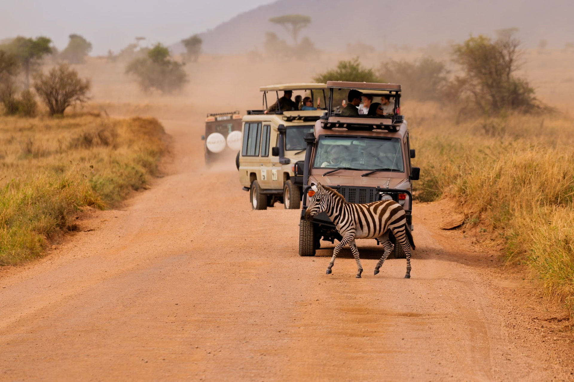 Safari tourists in Serengeti National Park, Tanzania, pause as a zebra crosses the road, offering a unique wildlife viewing experience.