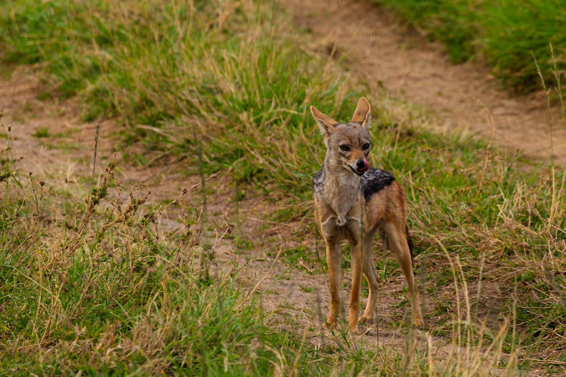 A golden jackal pauses in Serengeti National Park, Tanzania, perhaps after a meal, as it licks its chops.