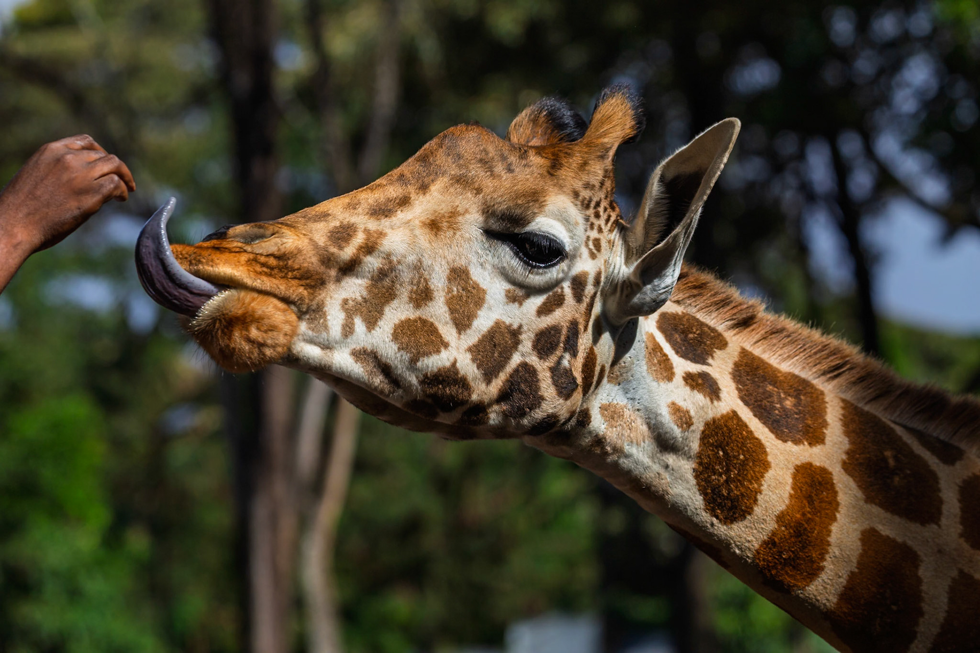 A giraffe at Giraffe Center in Kenya is being hand-fed, extending its tongue to reach the offered food.