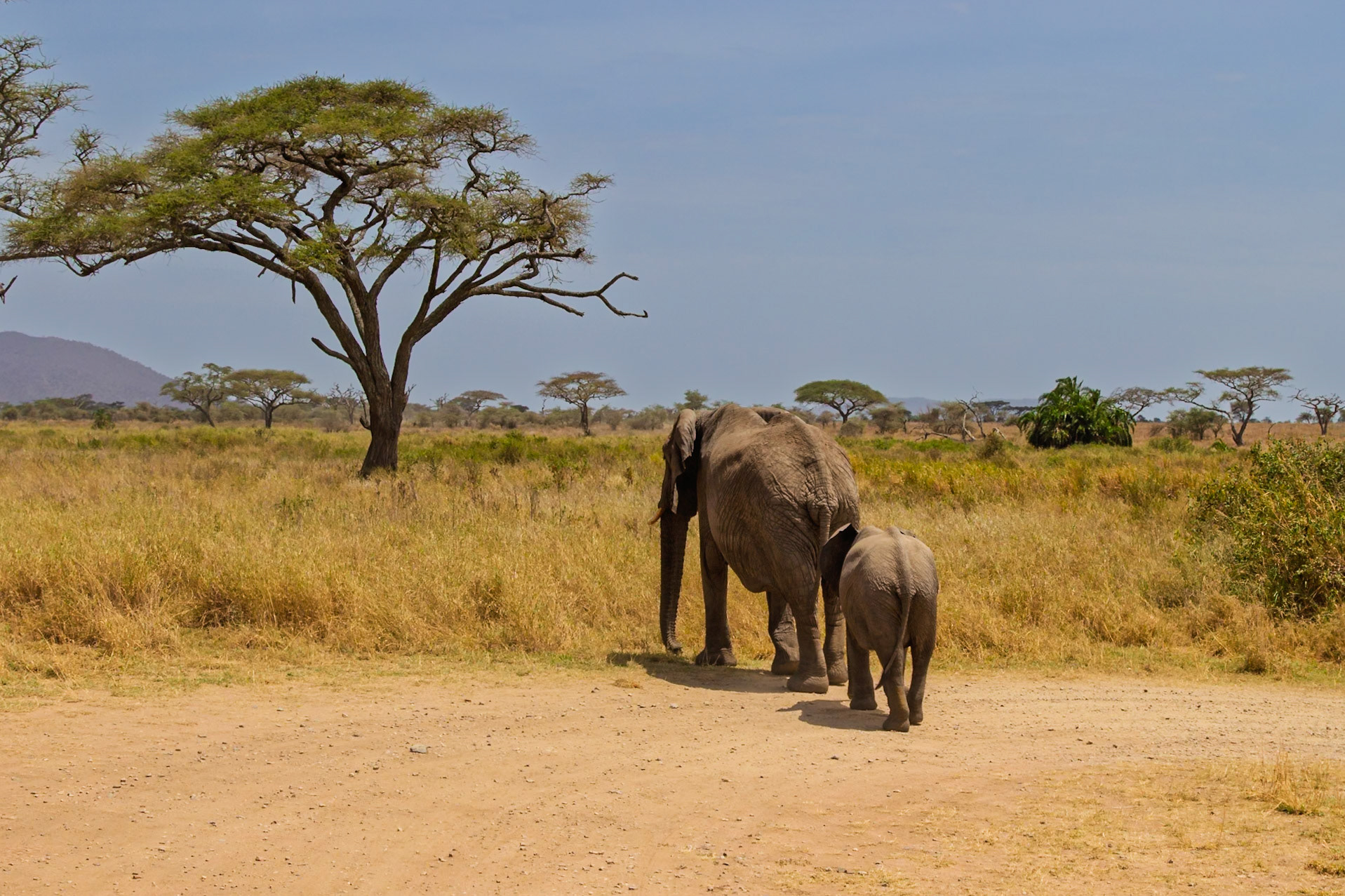 An elephant mother and calf walk together in Serengeti National Park, Tanzania, likely searching for food and water.