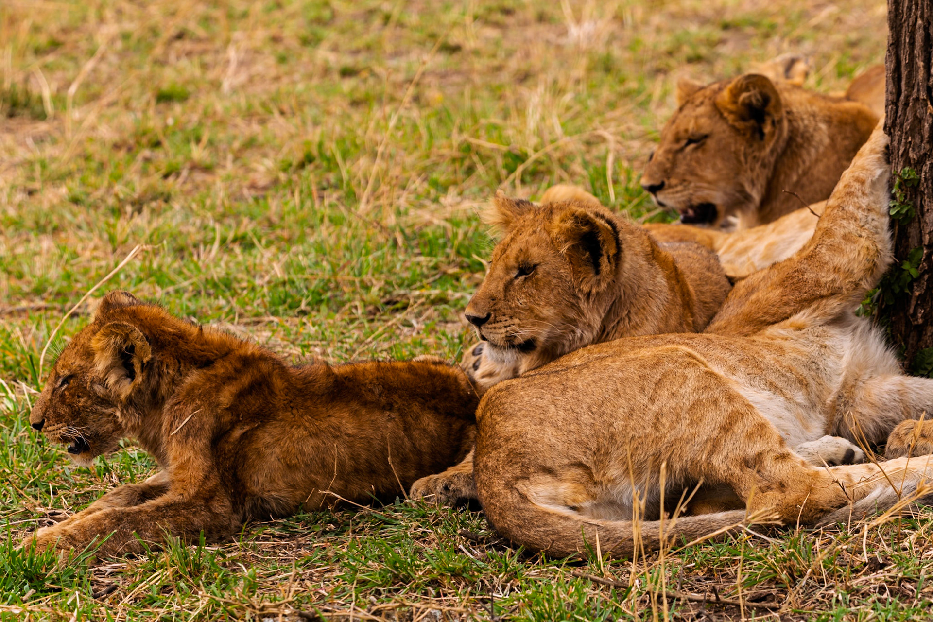 Lion cubs rest in Serengeti National Park, Tanzania. They are likely resting to conserve energy for future hunts or play.