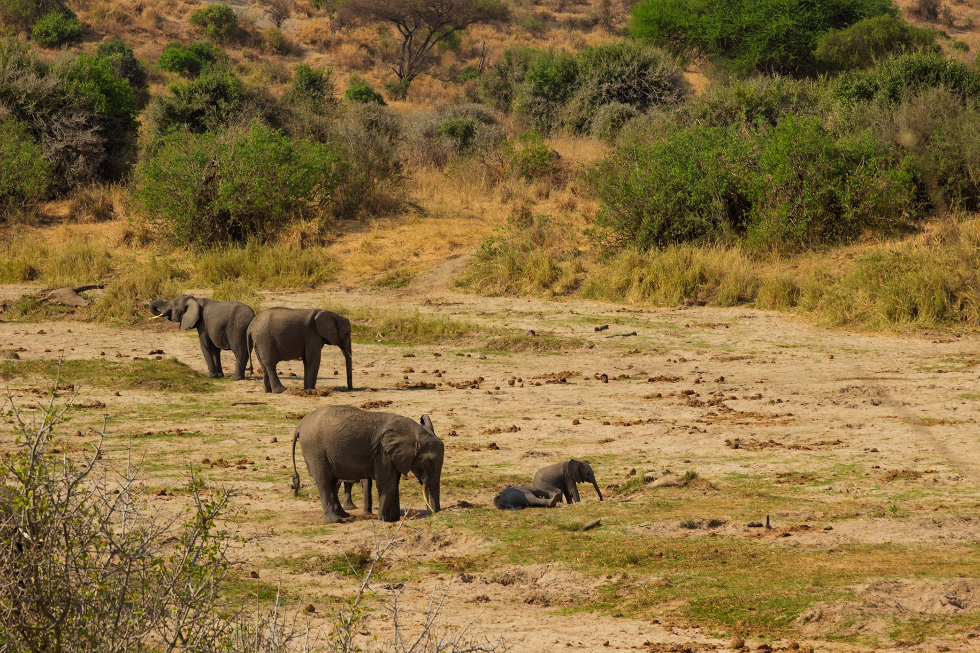 An elephant family, including a resting calf, navigates the dry plains of Tarangire National Park, Tanzania, seeking sustenance and rest.