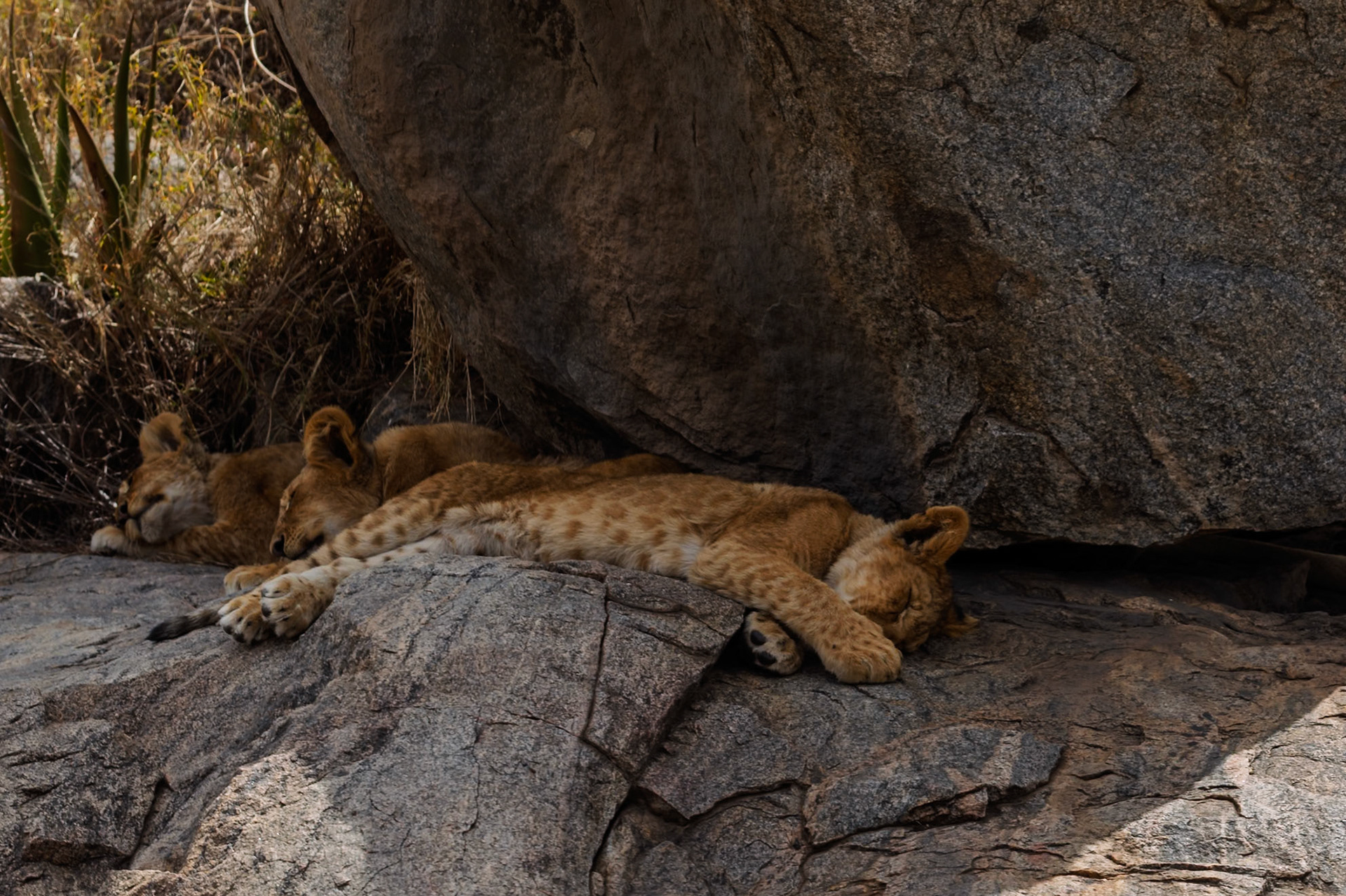 Lion cubs nap on a rock in Serengeti National Park, Tanzania. They are resting after playing.