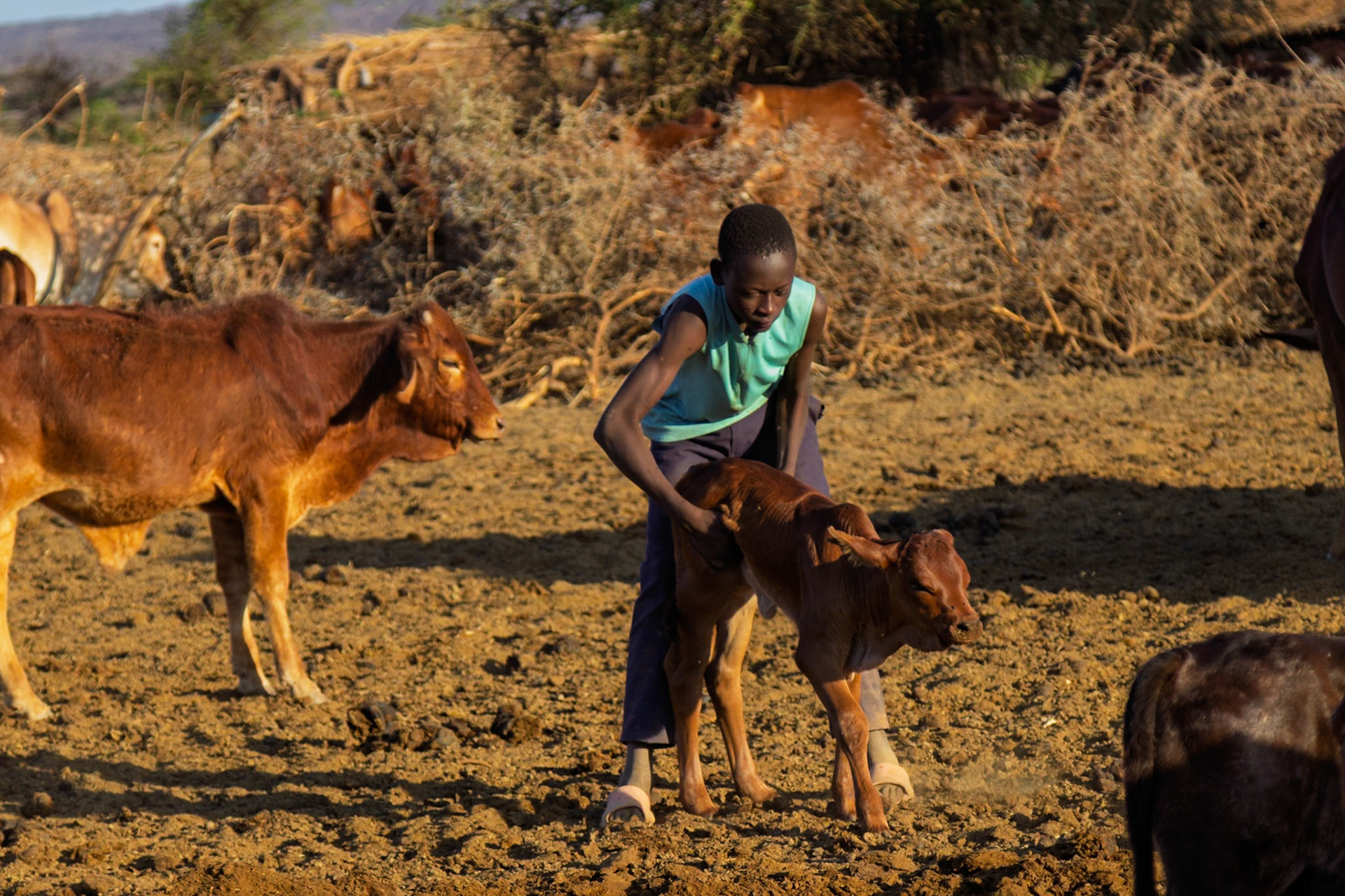 A Maasai boy in Kenya tends to a calf in his village, ensuring its well-being and growth within the community's livestock.