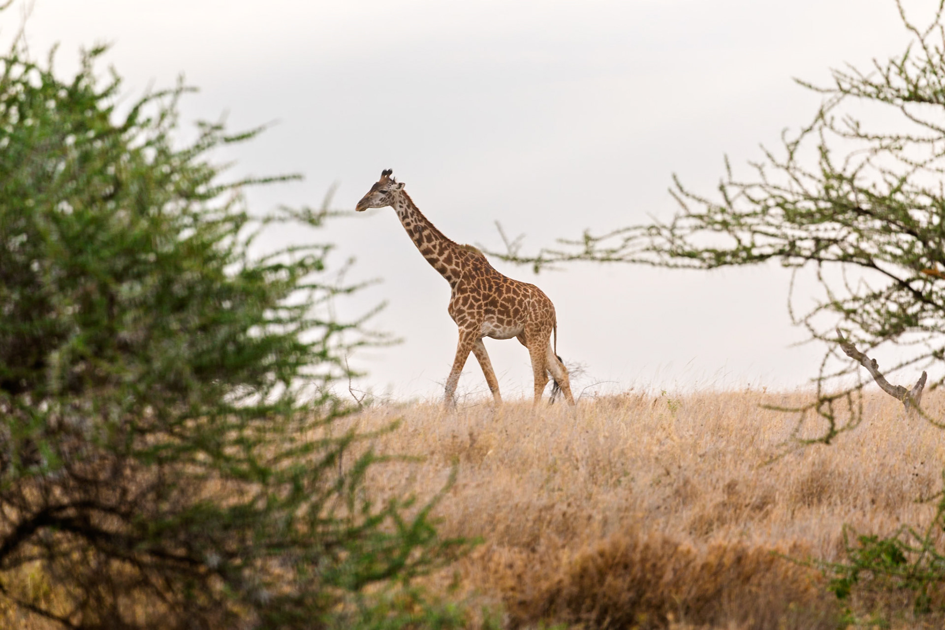 A giraffe walks through the Serengeti National Park in Tanzania, grazing on the dry grass.
