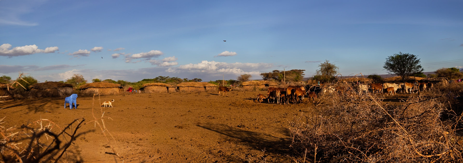 Cattle graze near traditional huts in a Maasai village in Kenya, showcasing their pastoral lifestyle and community structure.