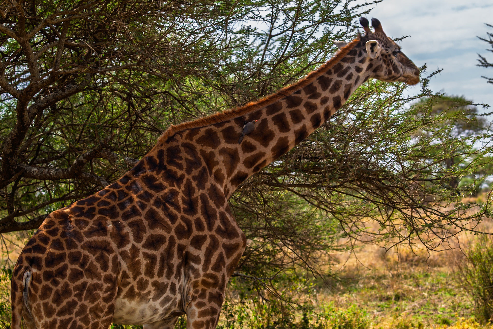 A giraffe eats from a tree in Tanzania's Serengeti National Park. An oxpecker bird sits on the giraffe's back, eating ticks.