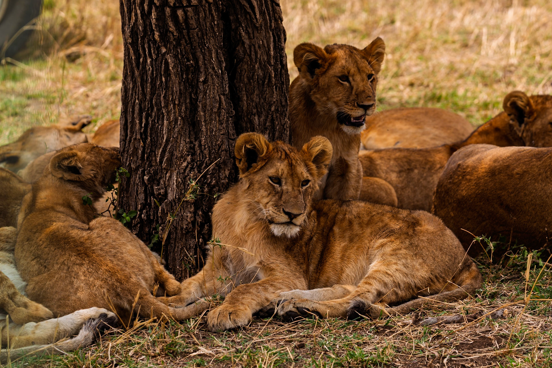 Lion cubs rest by a tree in Serengeti National Park, Tanzania, seeking shade and protection from the sun and predators.
