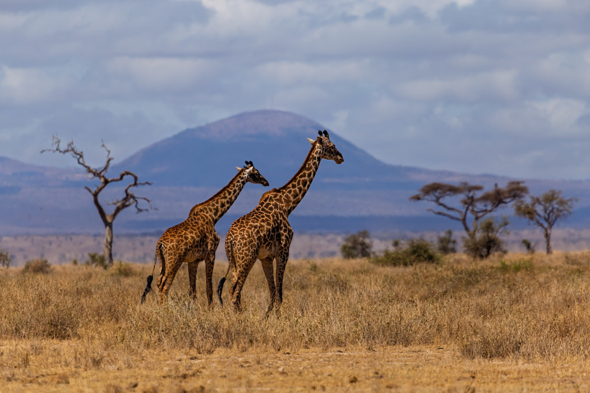 Two giraffes roam the Kenyan savanna of Amboseli National Park, their long necks reaching for the sky.