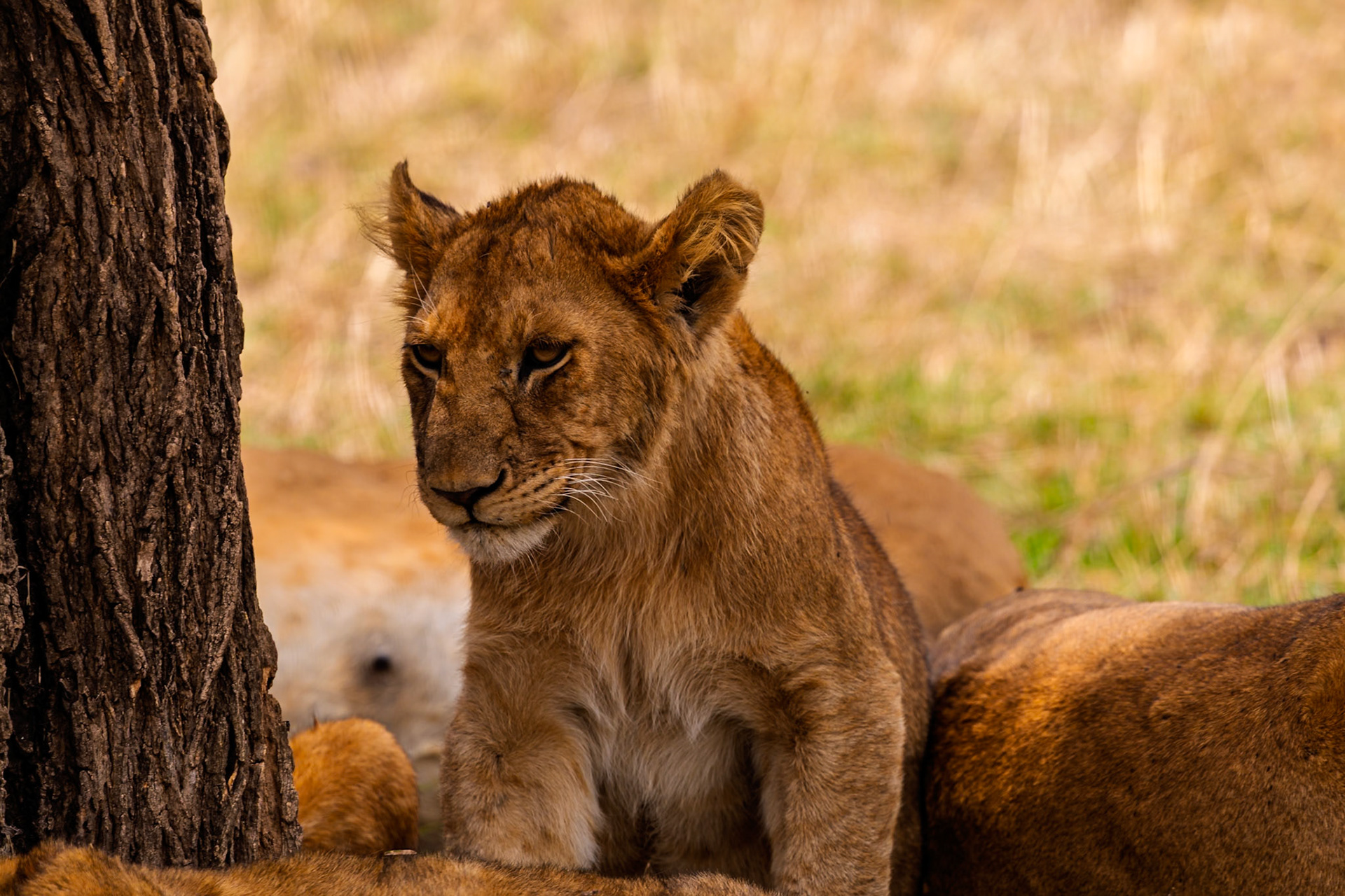 A lion cub rests by a tree in Tanzania's Serengeti National Park, seeking shade and protection with its pride.